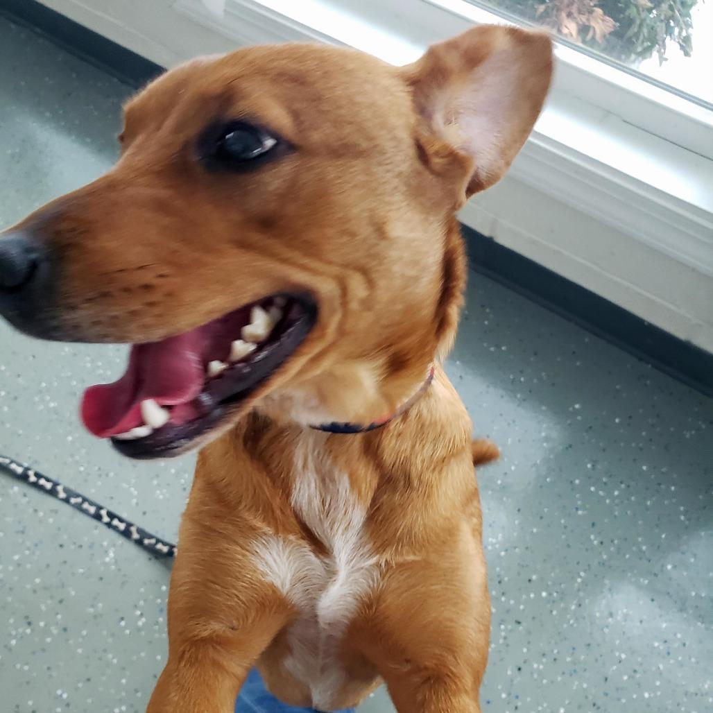 Cake Batter, Adoptable, Adult Female Mixed Breed.