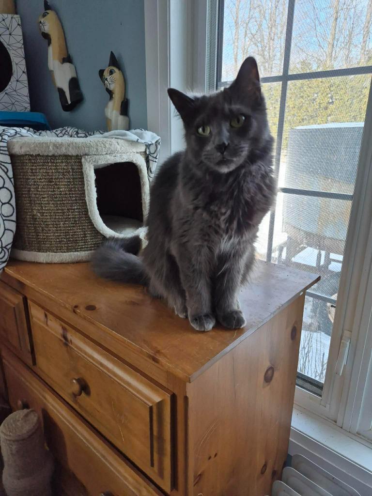 Hank 2, Adoptable, Adult Male Domestic Medium Hair.
