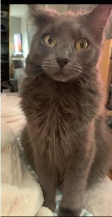 Enlarge Hank 2, a Adoptable Domestic Medium Hair in Arthur, ON image 2/6