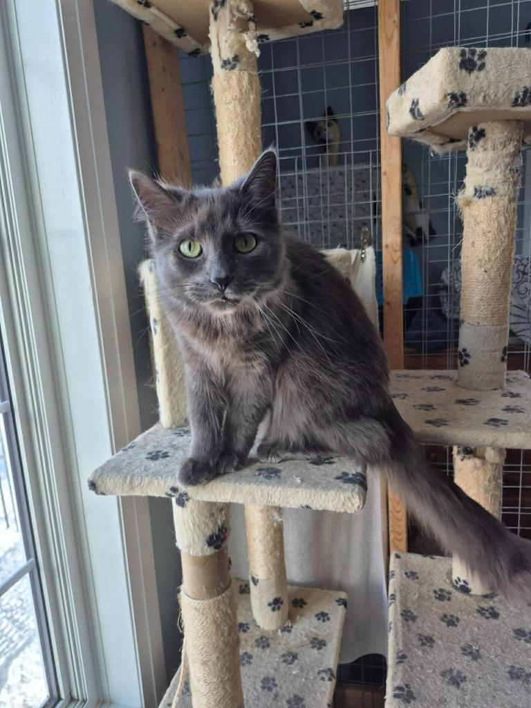 Enlarge Hank 2, a Adoptable Domestic Medium Hair in Arthur, ON image 3/6