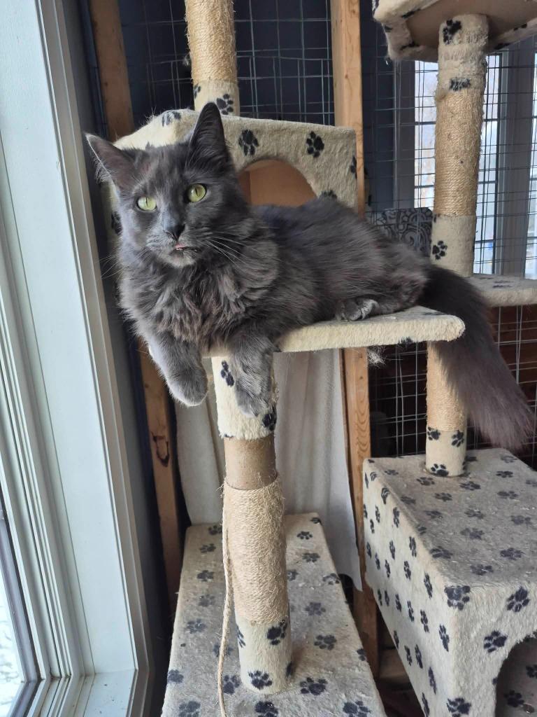 Enlarge Hank 2, a Adoptable Domestic Medium Hair in Arthur, ON image 4/6