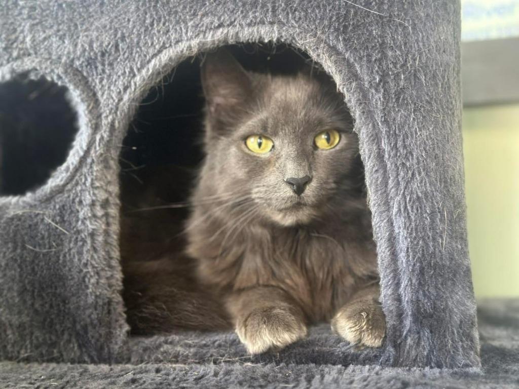 Enlarge Hank 2, a Adoptable Domestic Medium Hair in Arthur, ON image 5/6