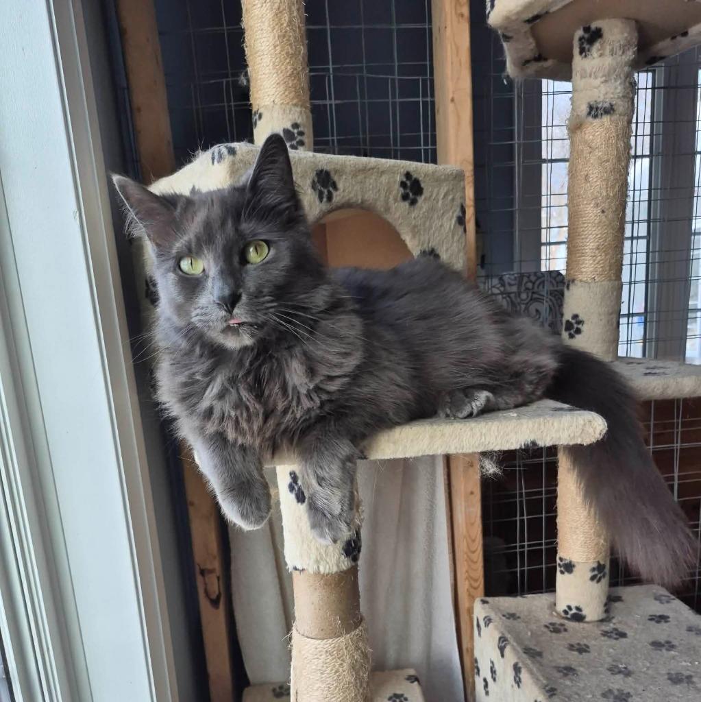 Enlarge Hank 2, a Adoptable Domestic Medium Hair in Arthur, ON image 6/6