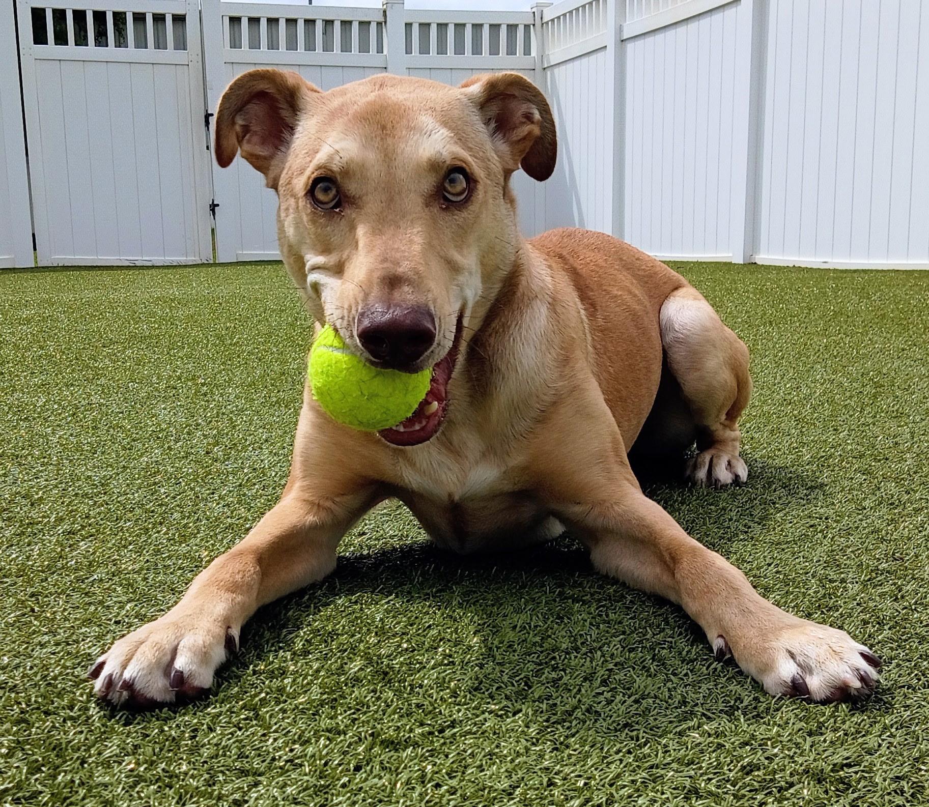 Enlarge Ivan, a ADOPTABLE mixed breed in Charlotte, NC image 5/6