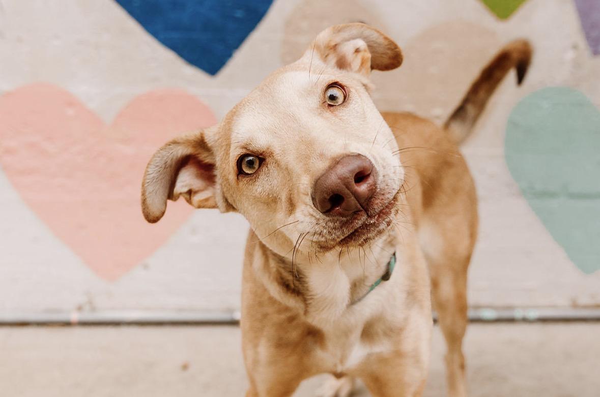 Ivan, a ADOPTABLE Mixed Breed in Charlotte, NC image 1/6