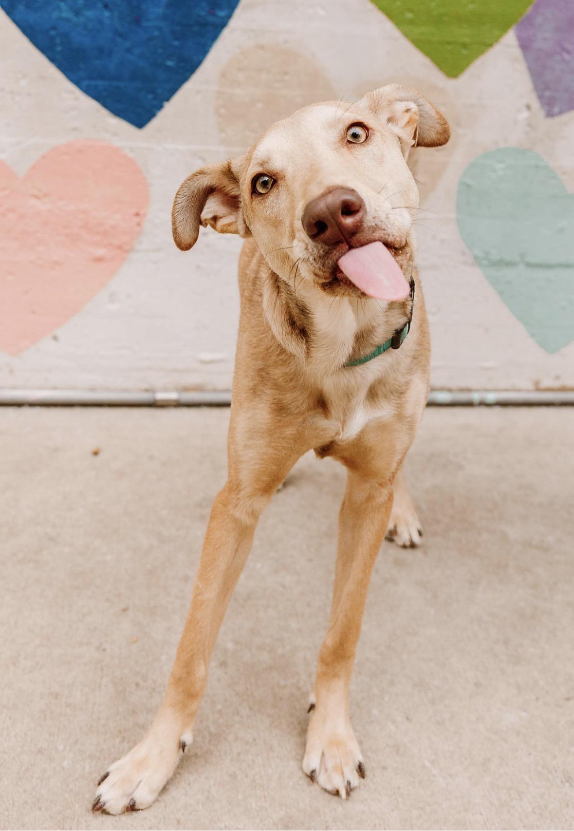 Ivan, a ADOPTABLE Mixed Breed in Charlotte, NC image 5/6