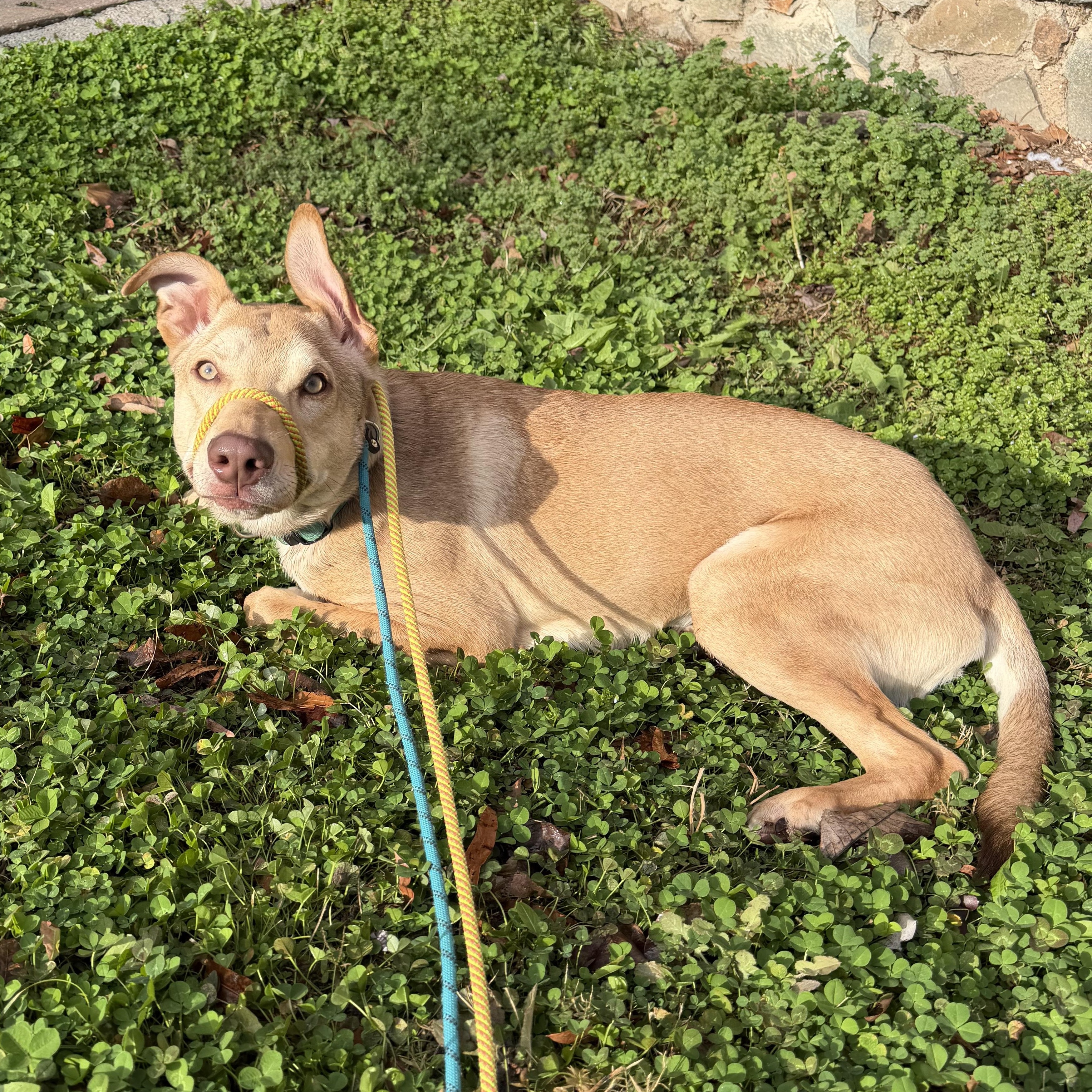 Ivan, a ADOPTABLE Mixed Breed in Charlotte, NC image 4/6