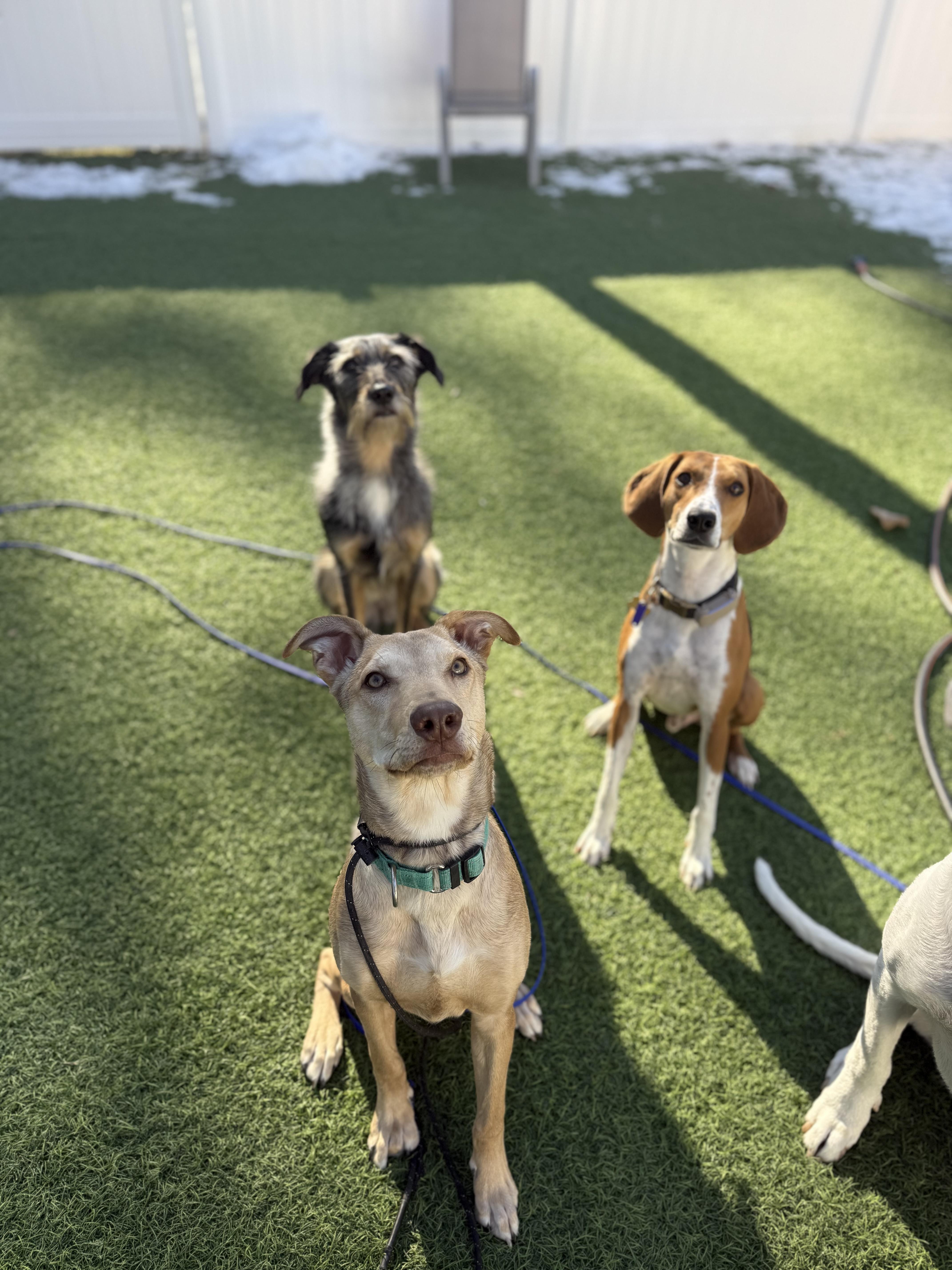 Ivan, a ADOPTABLE Mixed Breed in Charlotte, NC image 2/6