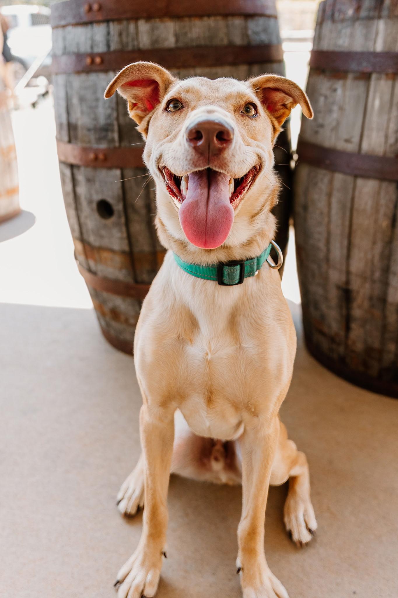 Enlarge Ivan, a ADOPTABLE mixed breed in Charlotte, NC image 1/6