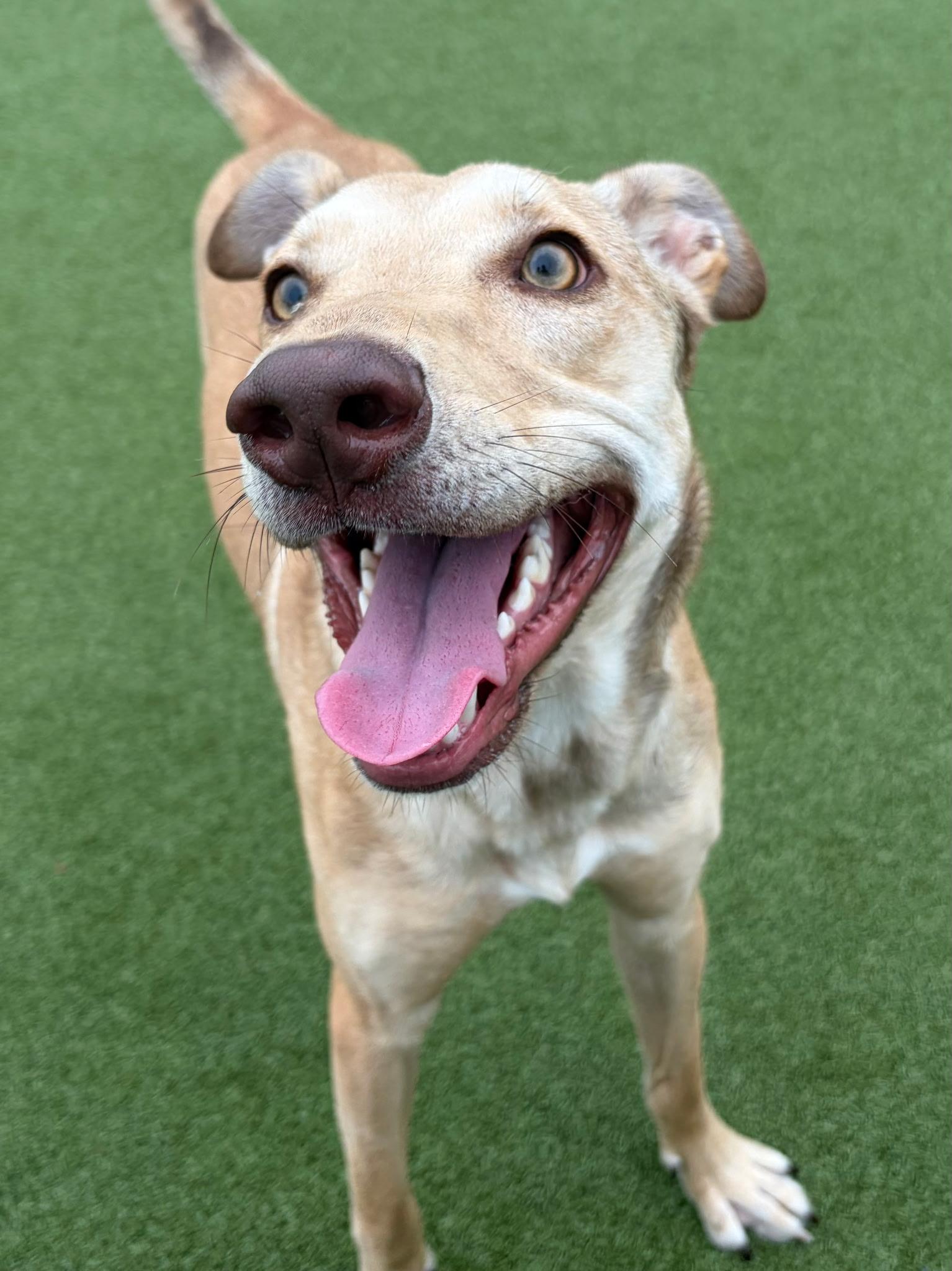 Enlarge Ivan, a ADOPTABLE mixed breed in Charlotte, NC image 1/6