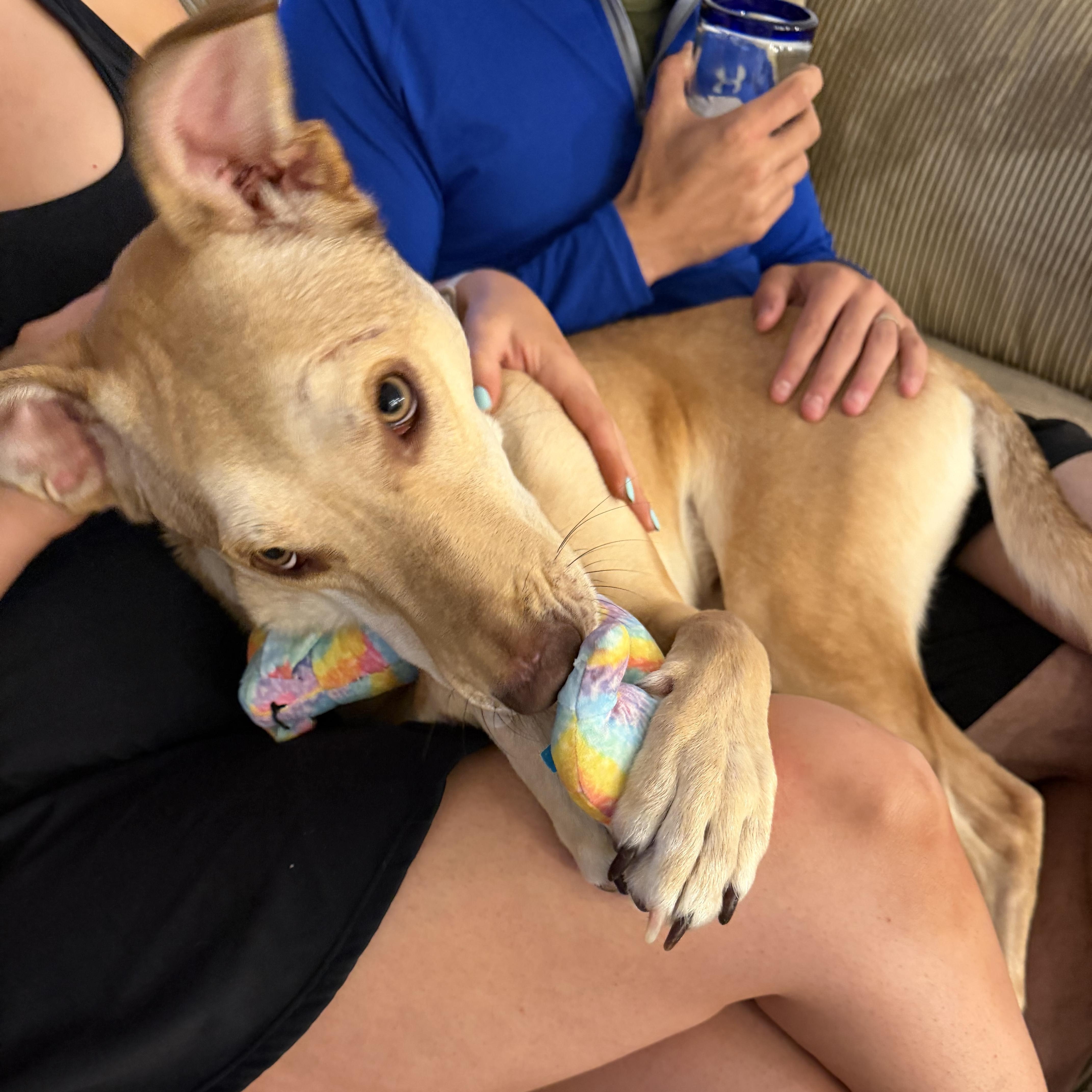 Enlarge Ivan, a ADOPTABLE mixed breed in Charlotte, NC image 6/6