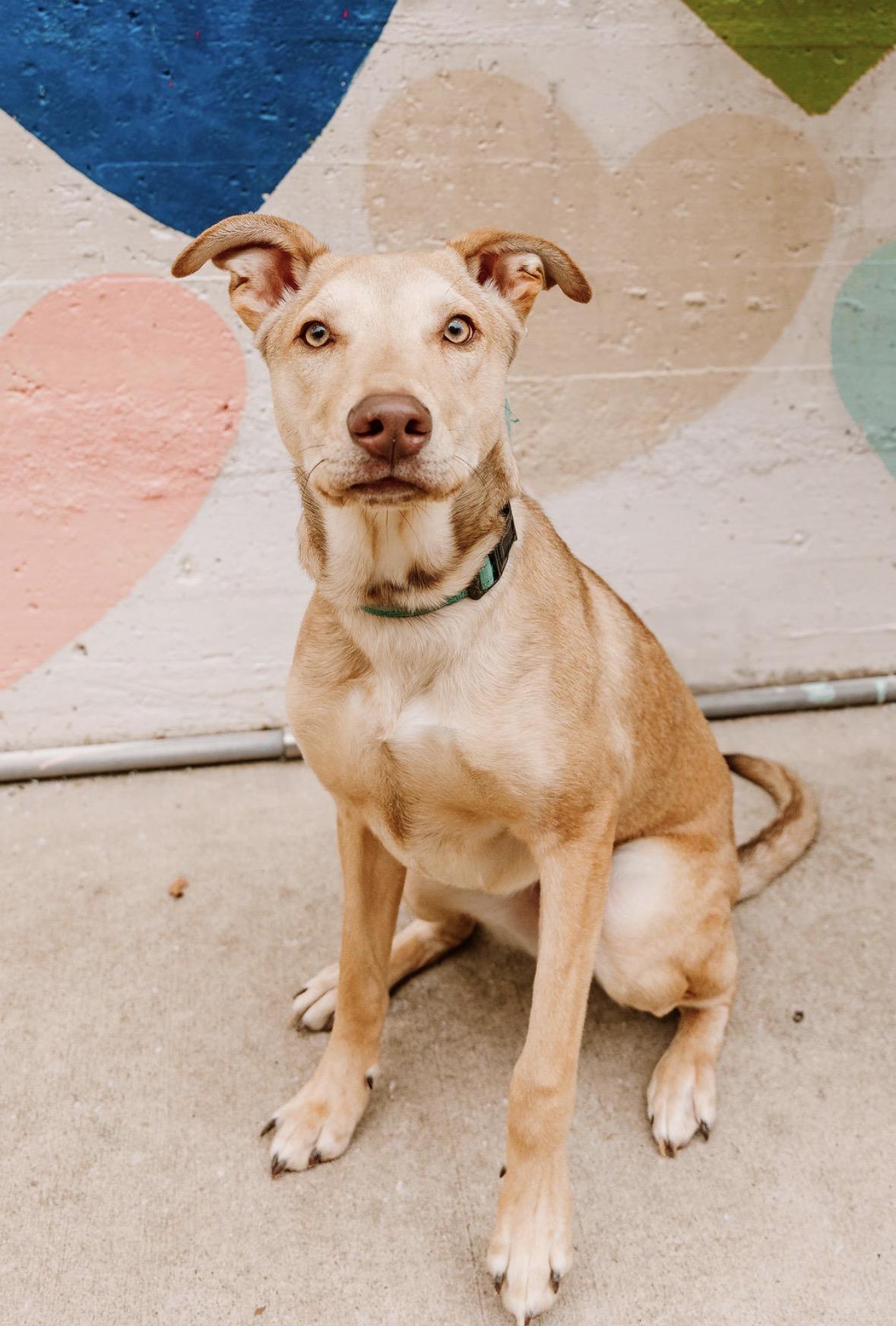 Ivan, a ADOPTABLE Mixed Breed in Charlotte, NC image 6/6