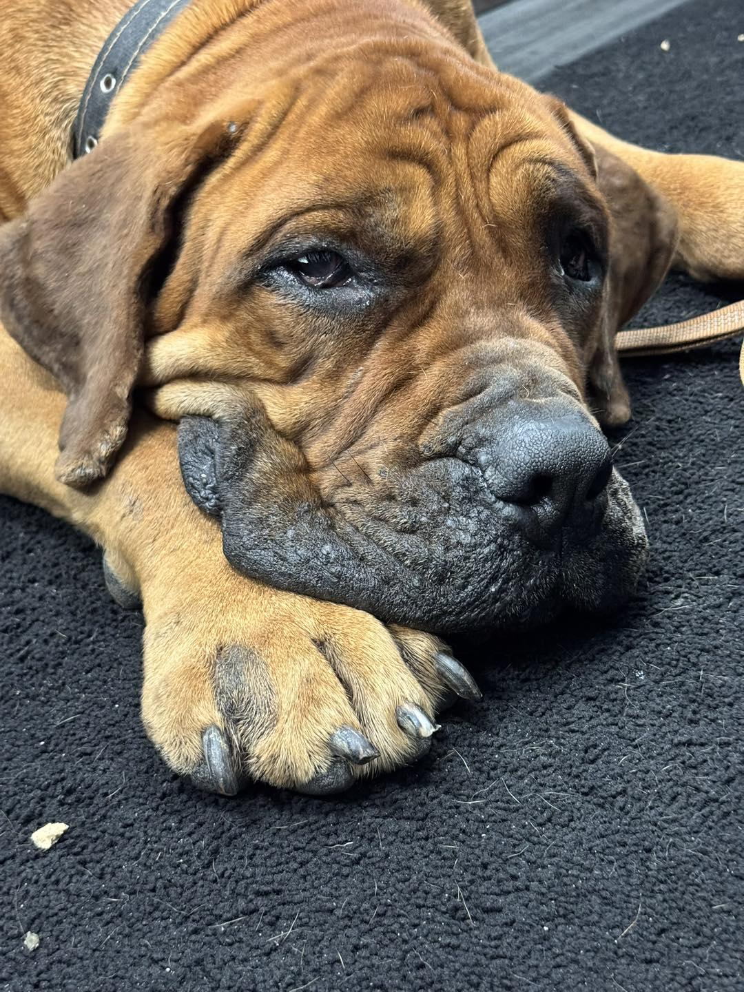 Enlarge HERCULES (Be sure to read his profile information...), an adoptable Boerboel in Wyandotte, MI image 1/2