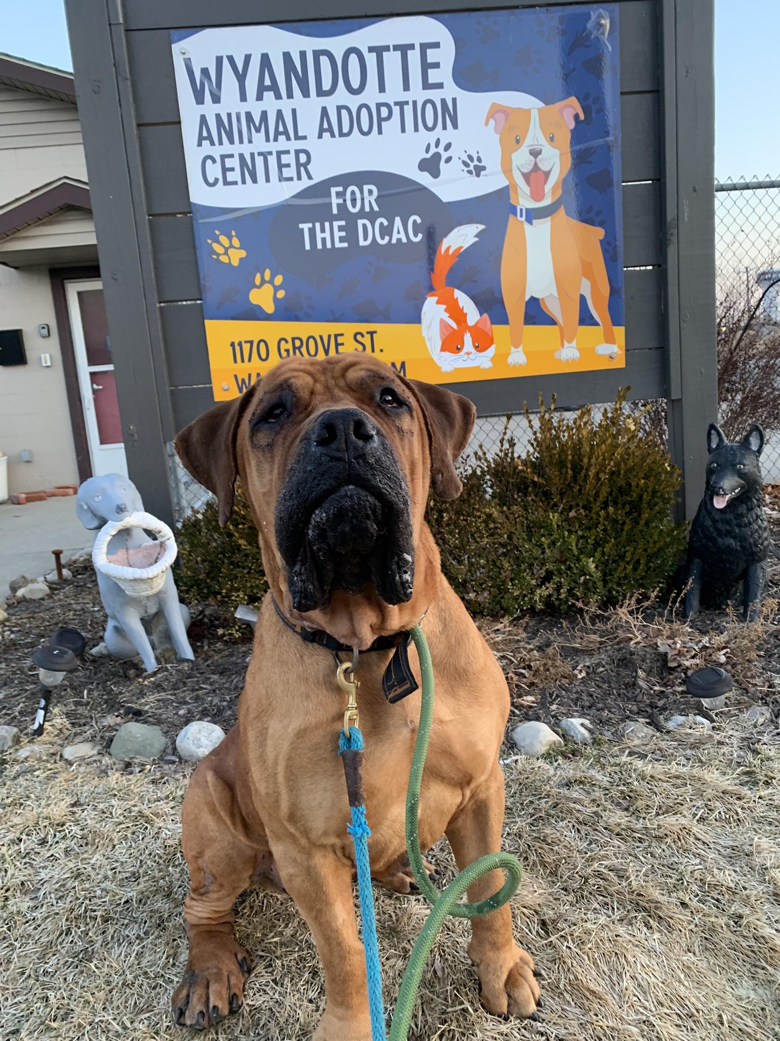 Enlarge HERCULES (Be sure to read his profile information...), an adoptable Boerboel in Wyandotte, MI image 1/5