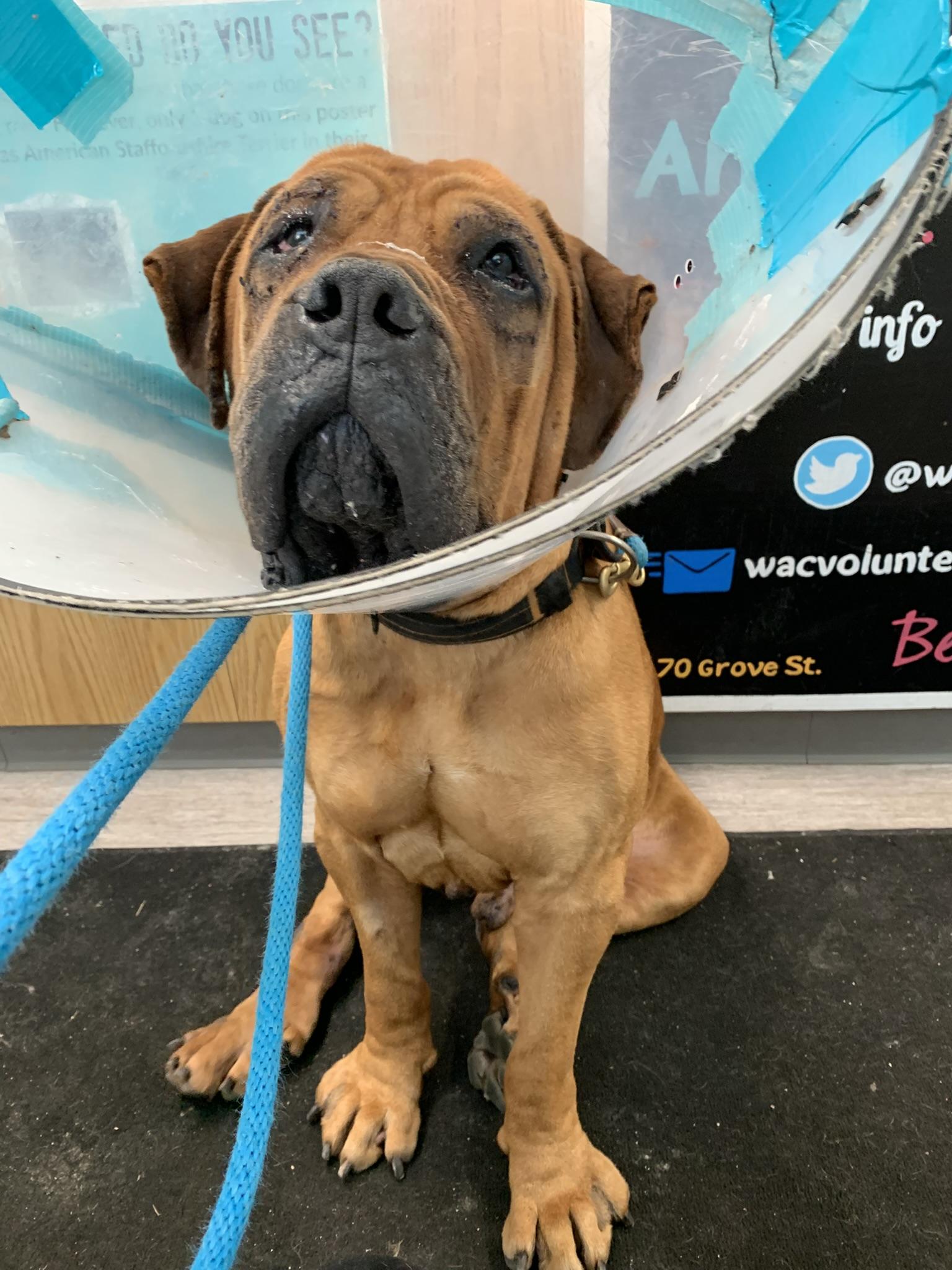 Enlarge HERCULES (Be sure to read his profile information...), an adoptable Boerboel in Wyandotte, MI image 5/5
