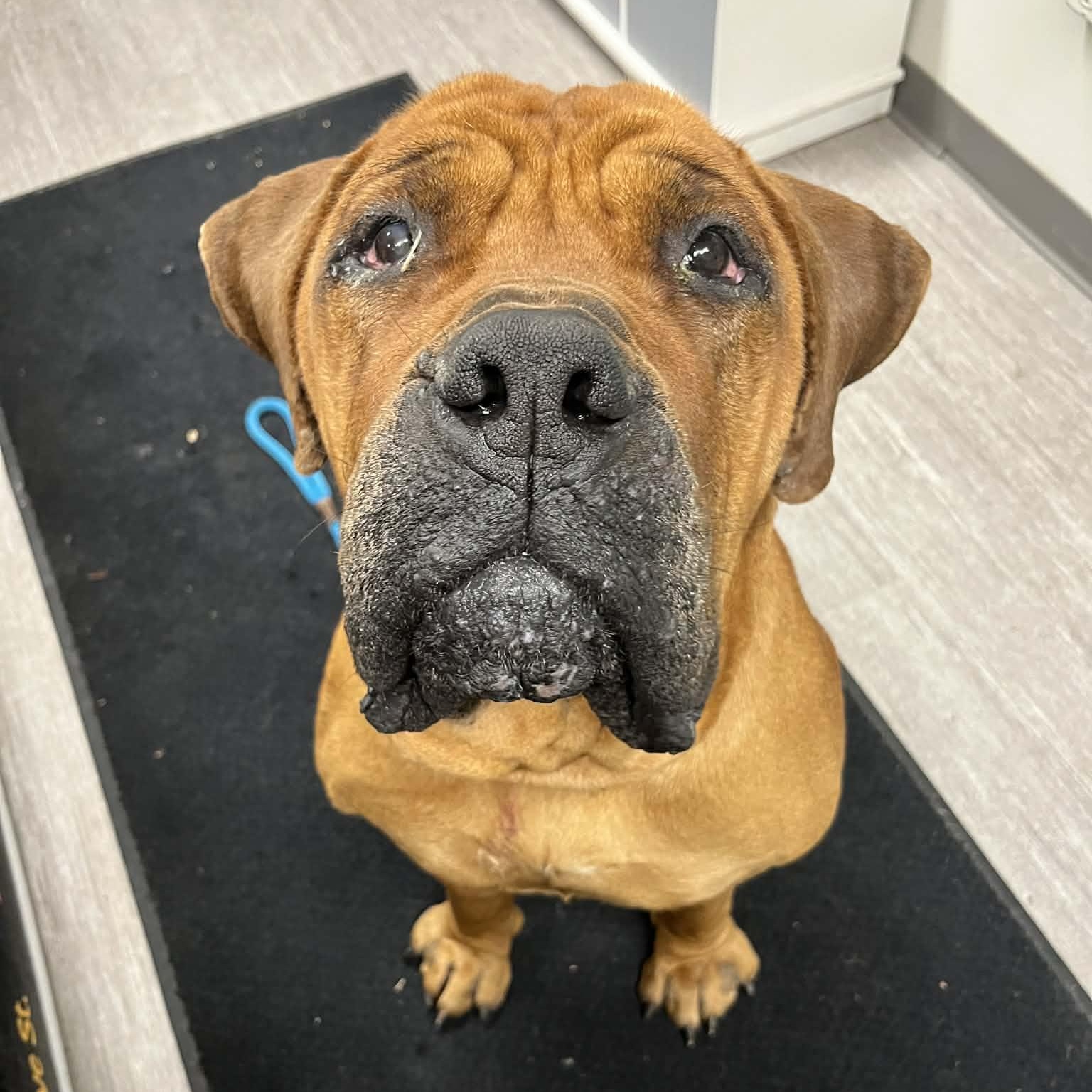 Enlarge HERCULES (Be sure to read his profile information...), an adoptable Boerboel in Wyandotte, MI image 2/2