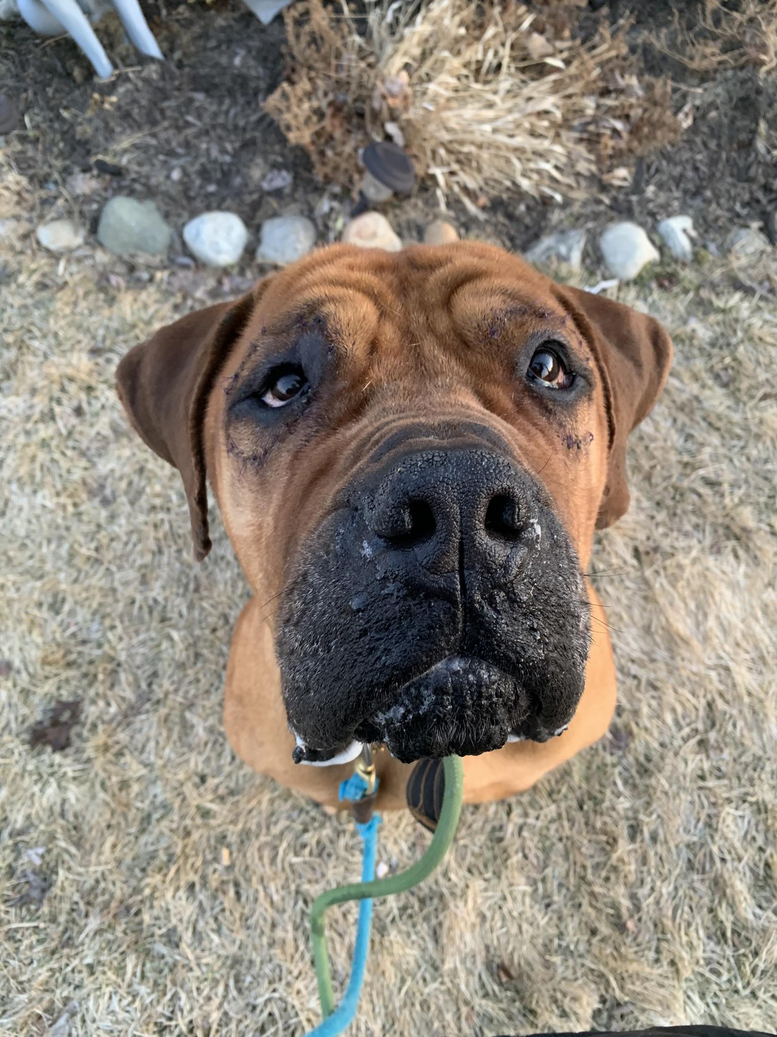 Enlarge HERCULES (Be sure to read his profile information...), an adoptable Boerboel in Wyandotte, MI image 2/5