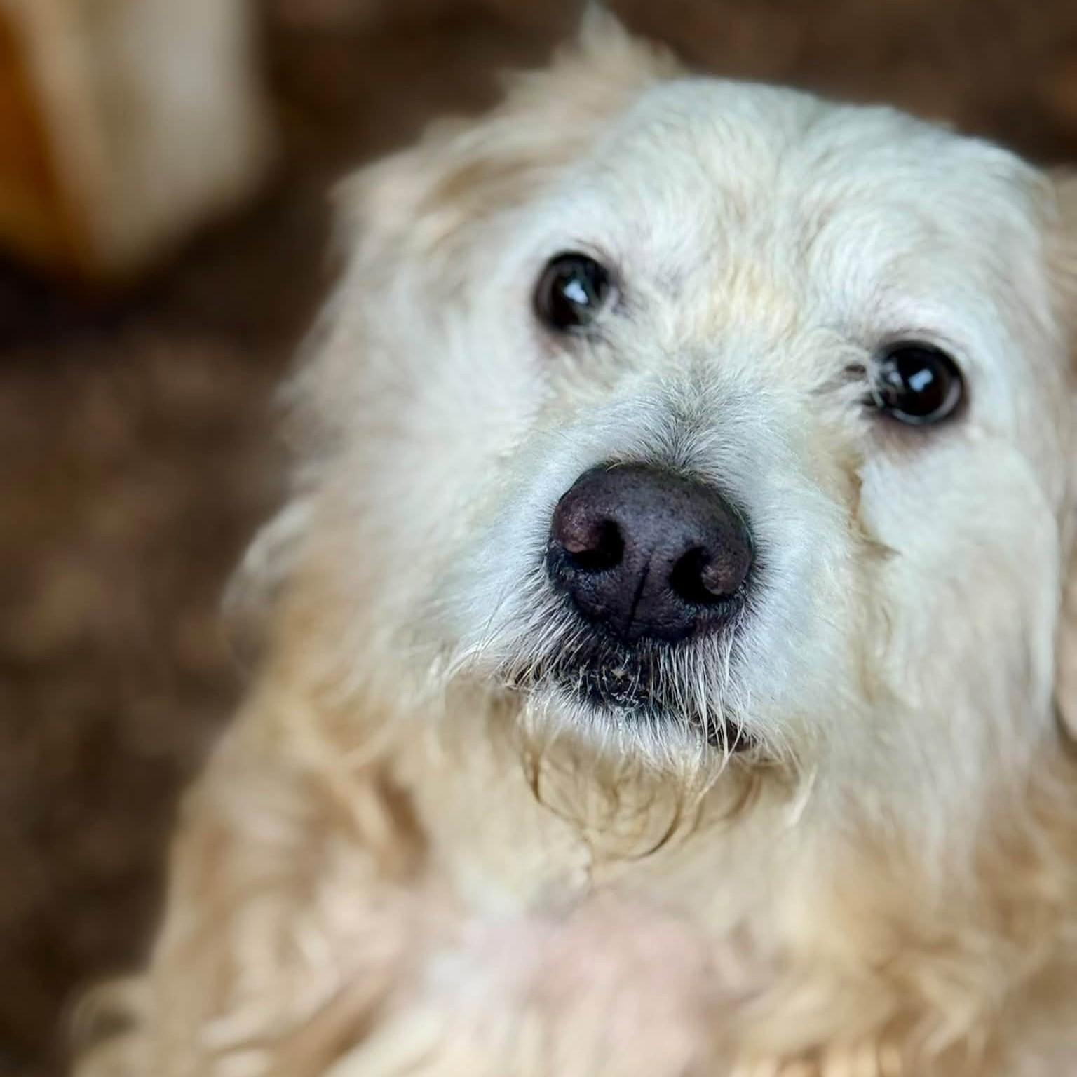 Enlarge Kal El- 53961, a Adoptable Goldendoodle in Columbia, MD image 4/5
