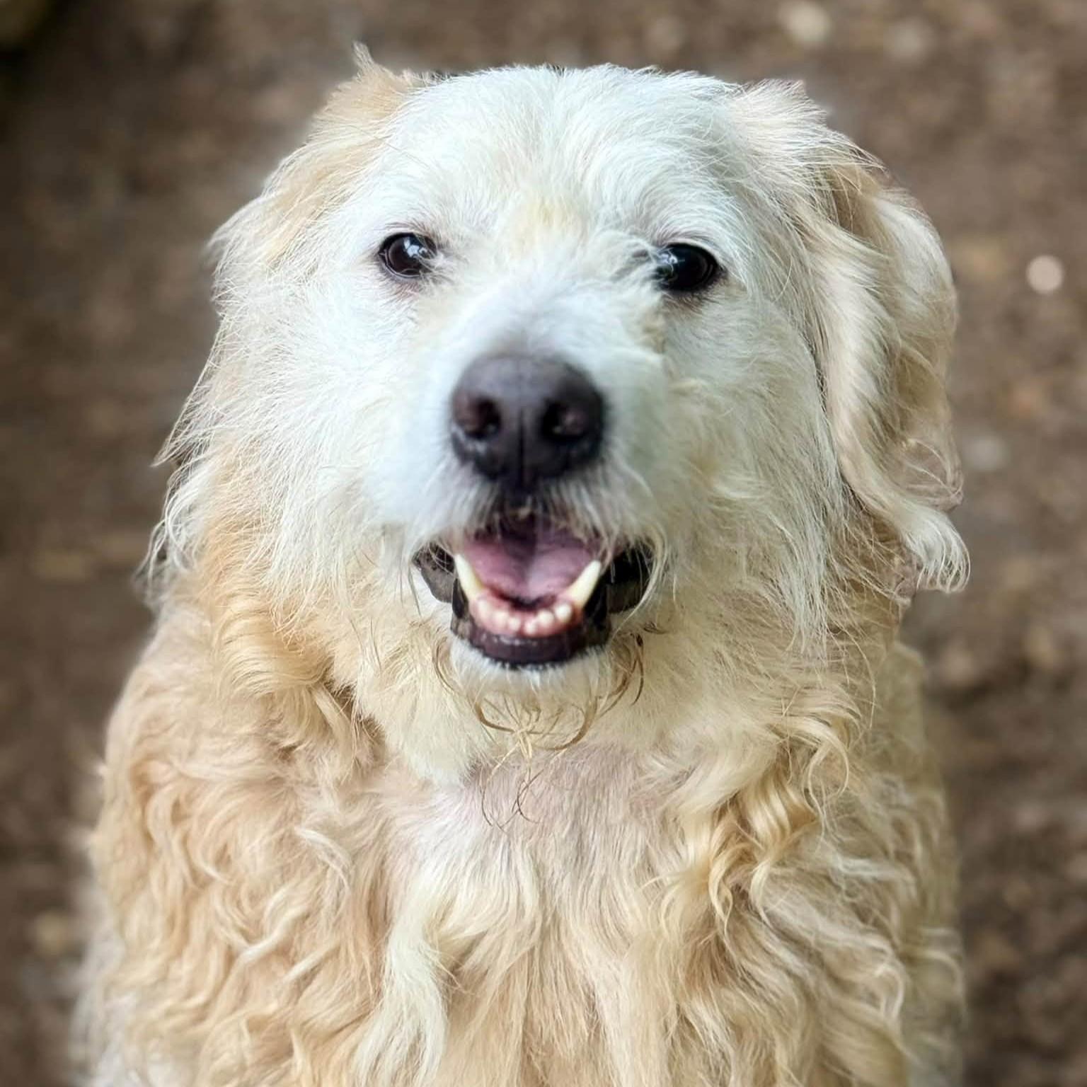 Enlarge Kal El- 53961, a Adoptable Goldendoodle in Columbia, MD image 5/5