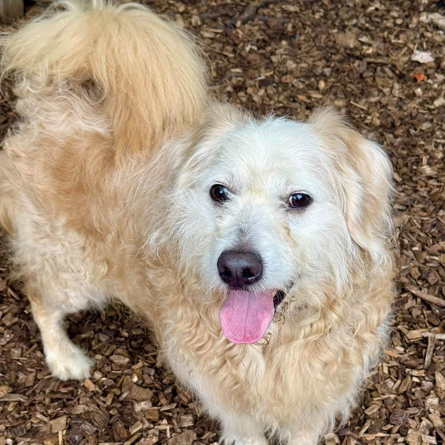 Enlarge Kal El- 53961, a Adoptable Goldendoodle in Columbia, MD image 3/5