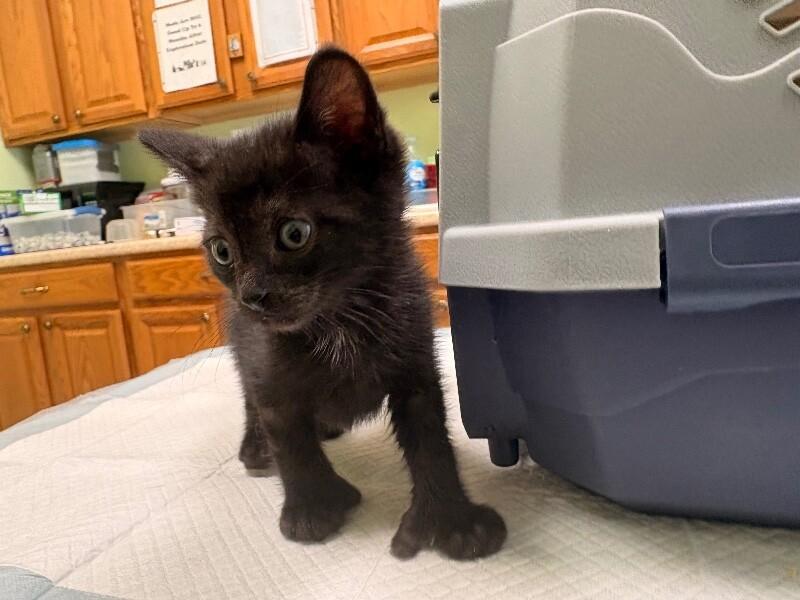 Beans, Adoptable, Young Male Domestic Short Hair.