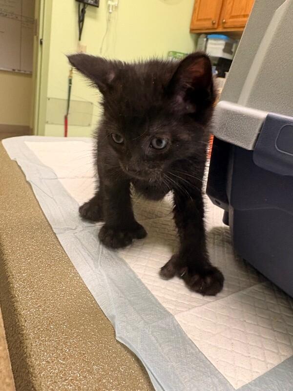 Beans, a Adoptable Domestic Short Hair in Warren, PA image 2/4