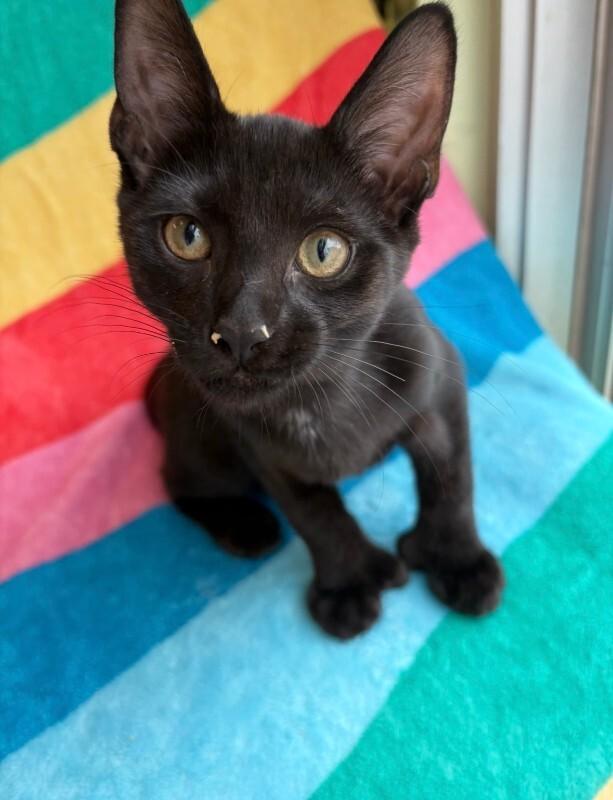 Beans, a Adoptable Domestic Short Hair in Warren, PA image 3/4
