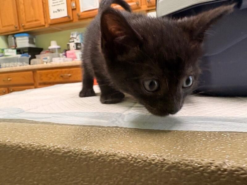 Beans, a Adoptable Domestic Short Hair in Warren, PA image 4/4