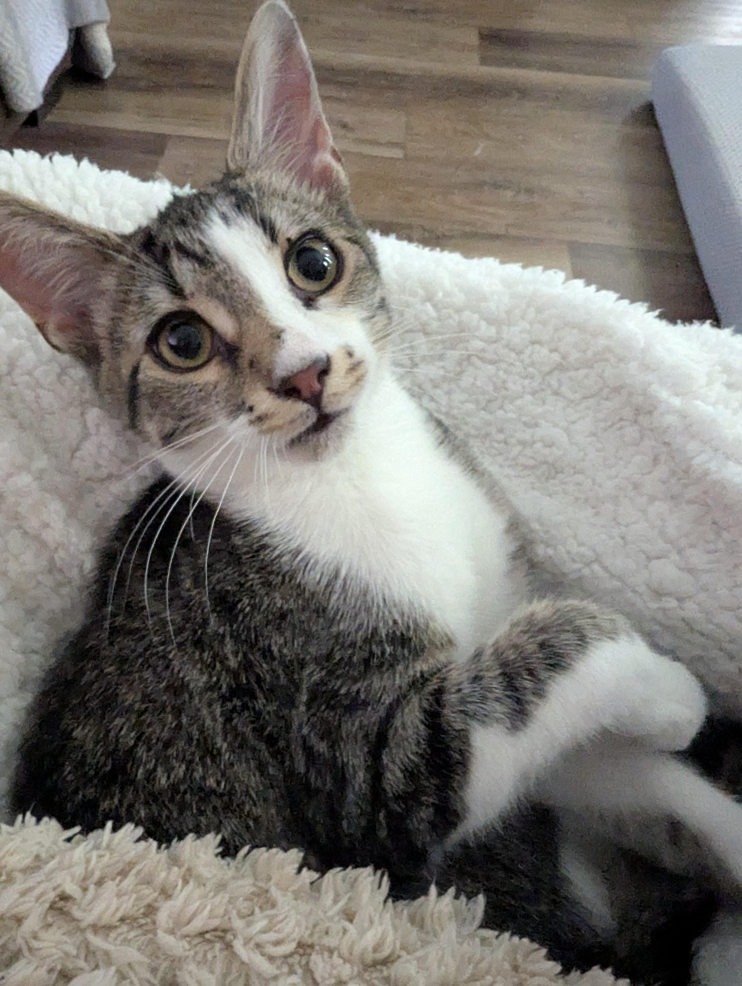 Cats & Kittens for Adoption in Enochville, NC | Petfinder