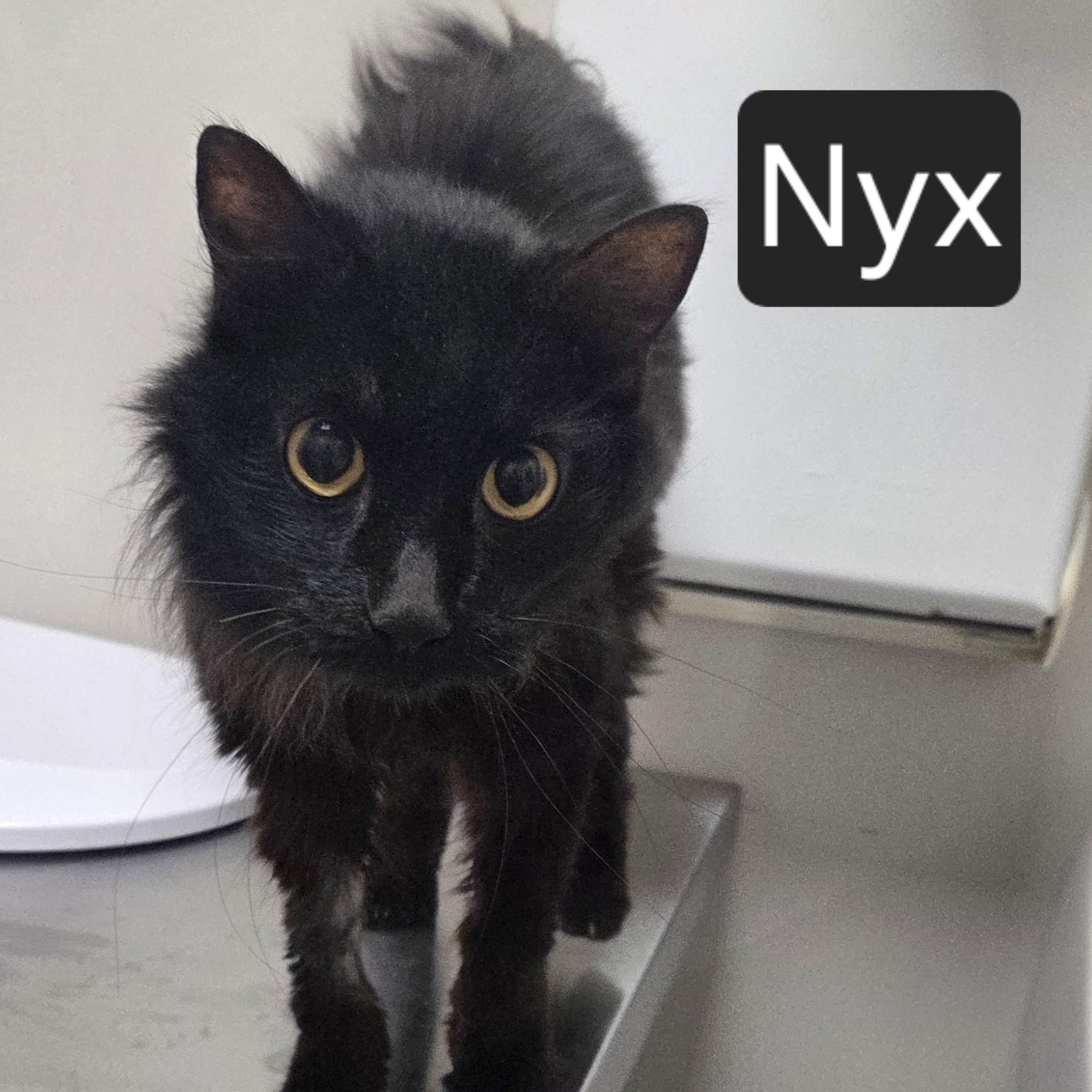 Nyx, Adoptable, Adult Female Domestic Medium Hair.