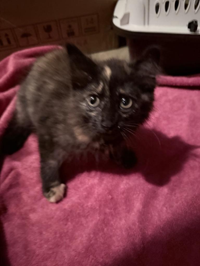 *Wow Yuki, Adoptable, Kitten Female Domestic Medium Hair.