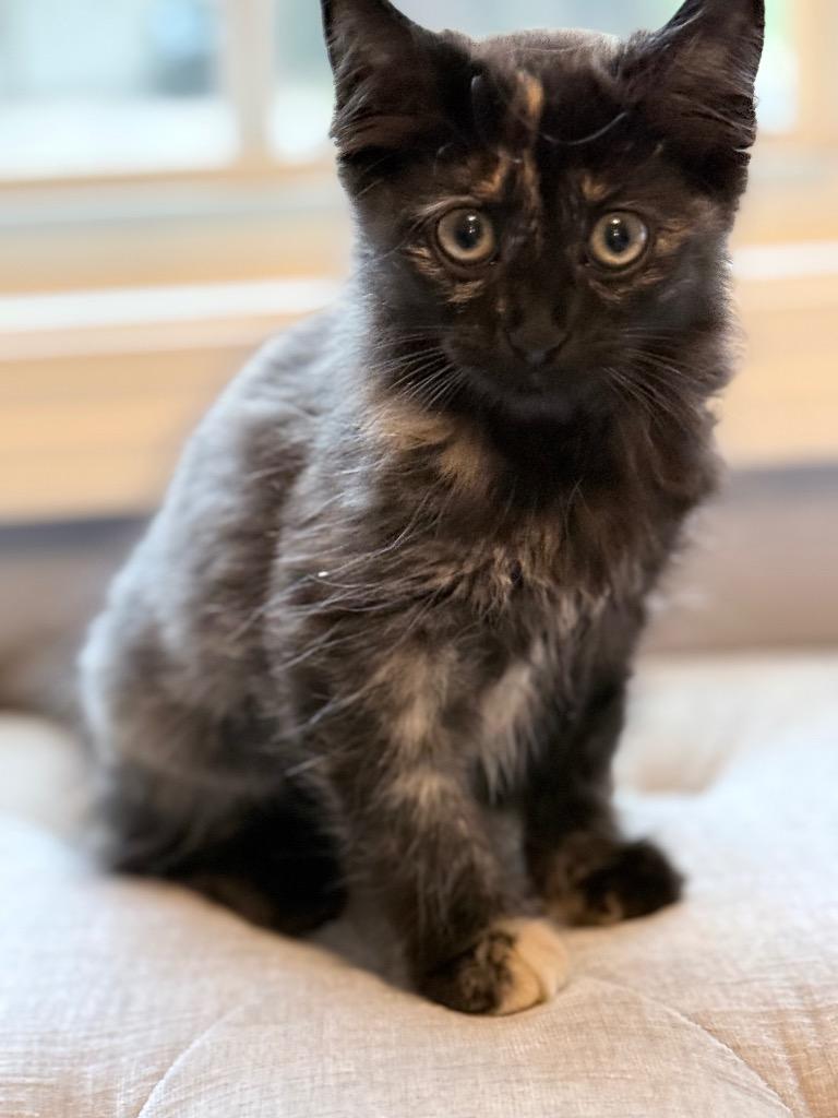 Enlarge *Wow Yuki, a Adoptable mixed breed in Newnan, GA image 2/3
