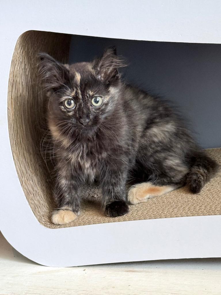 Enlarge *Wow Yuki, a Adoptable mixed breed in Newnan, GA image 3/3