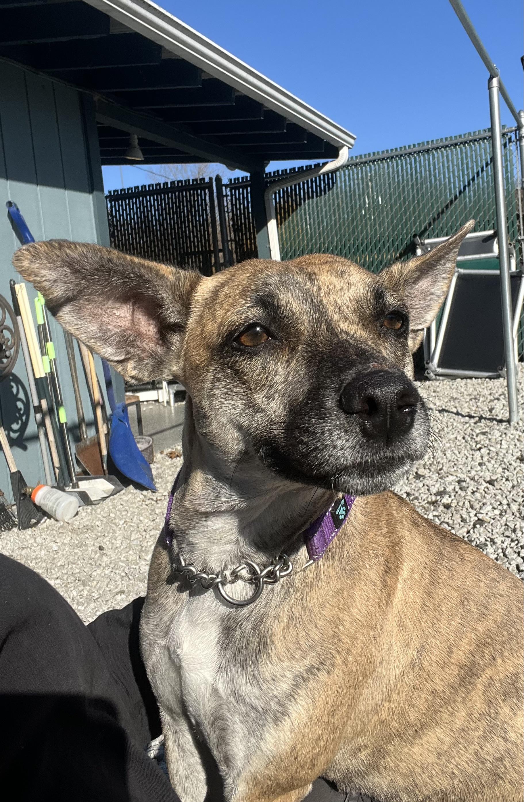 Kangaroo, Adoptable, Young Female Mixed Breed.