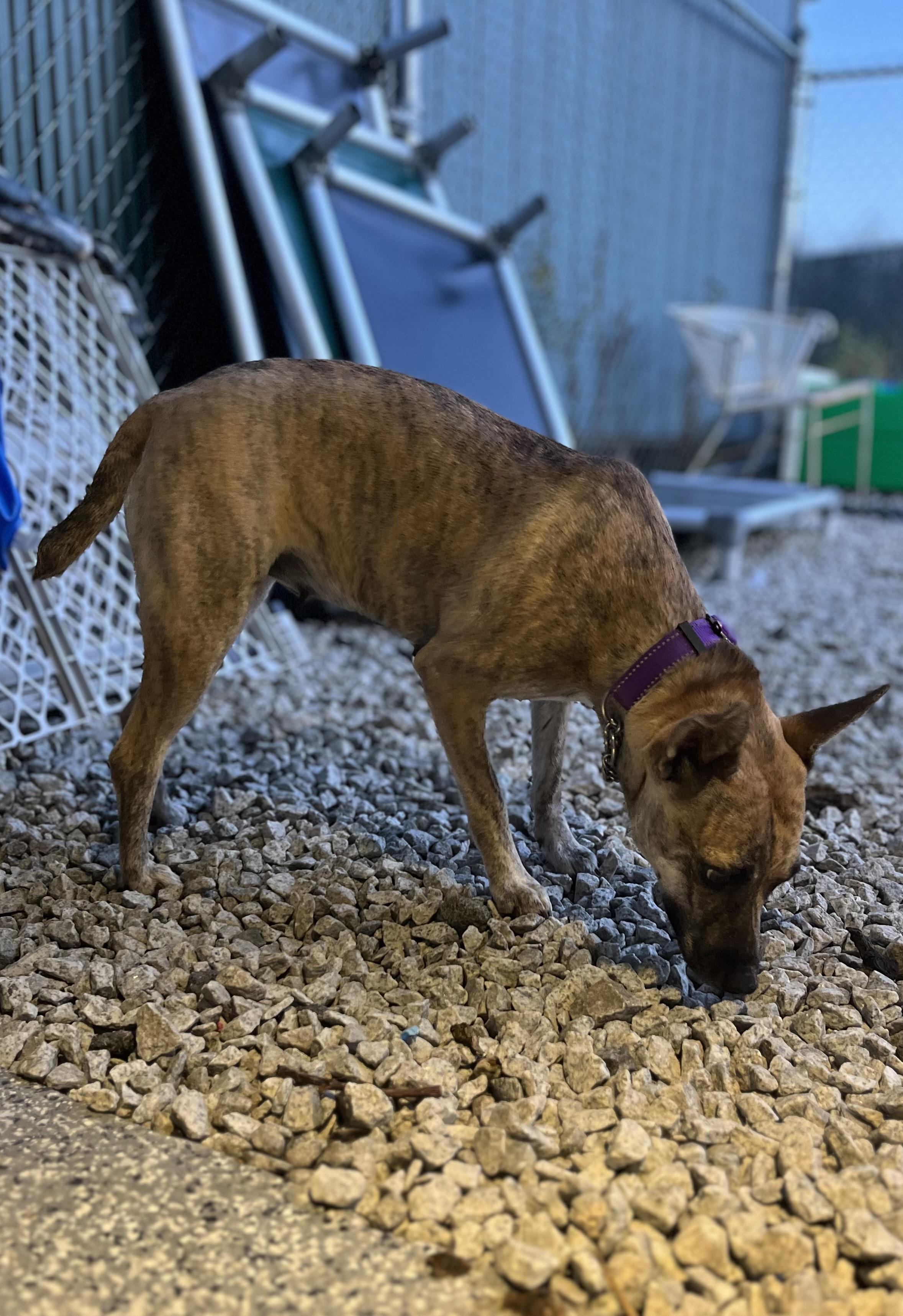 Kangaroo, a Adoptable Mixed Breed in Blackstone, MA image 2/6