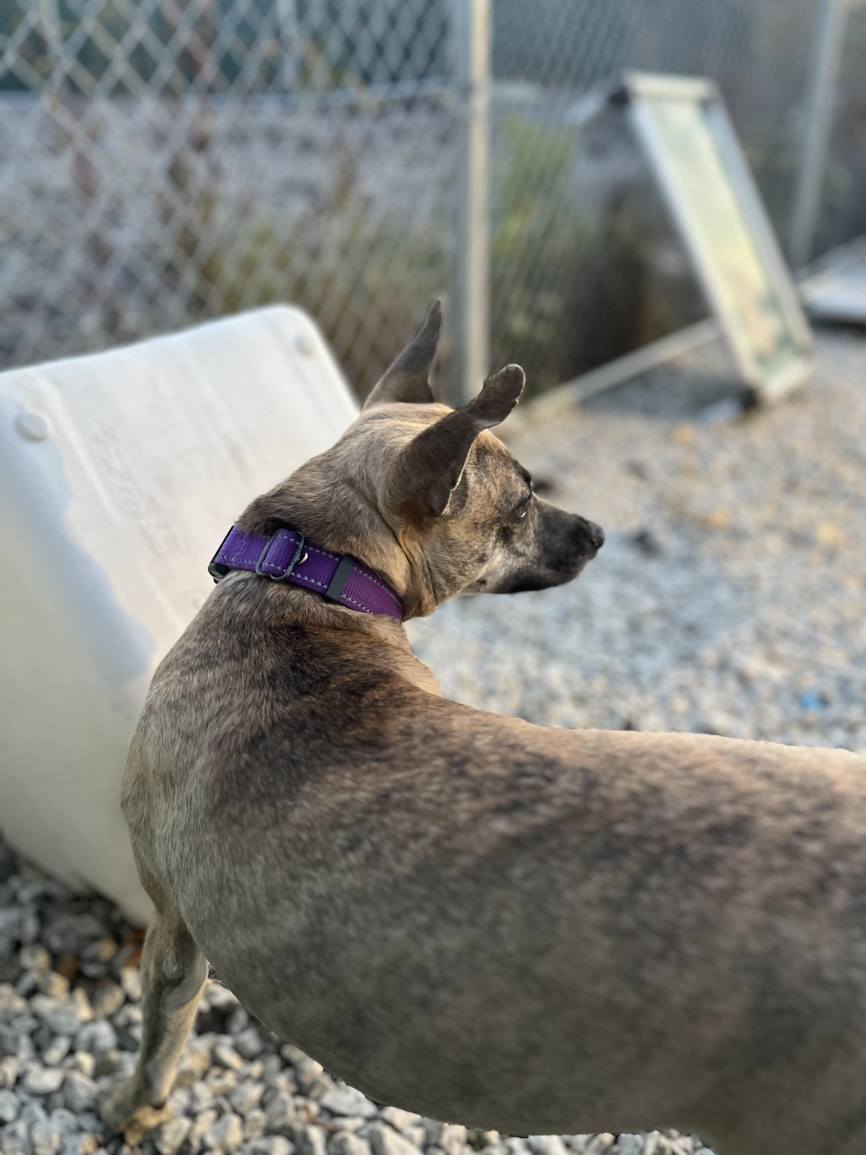 Kangaroo, a Adoptable Mixed Breed in Blackstone, MA image 3/6