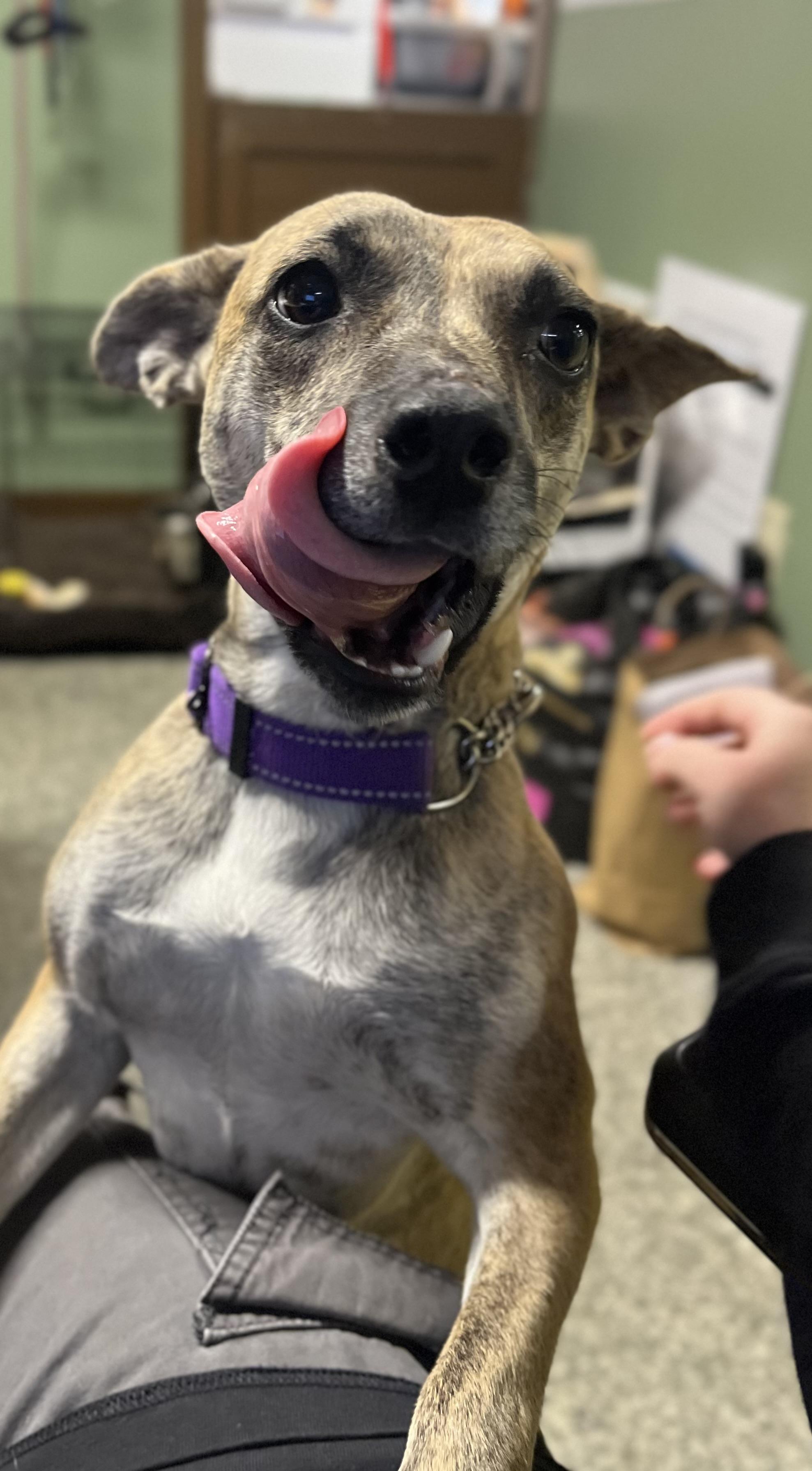 Kangaroo, a Adoptable Mixed Breed in Blackstone, MA image 4/6