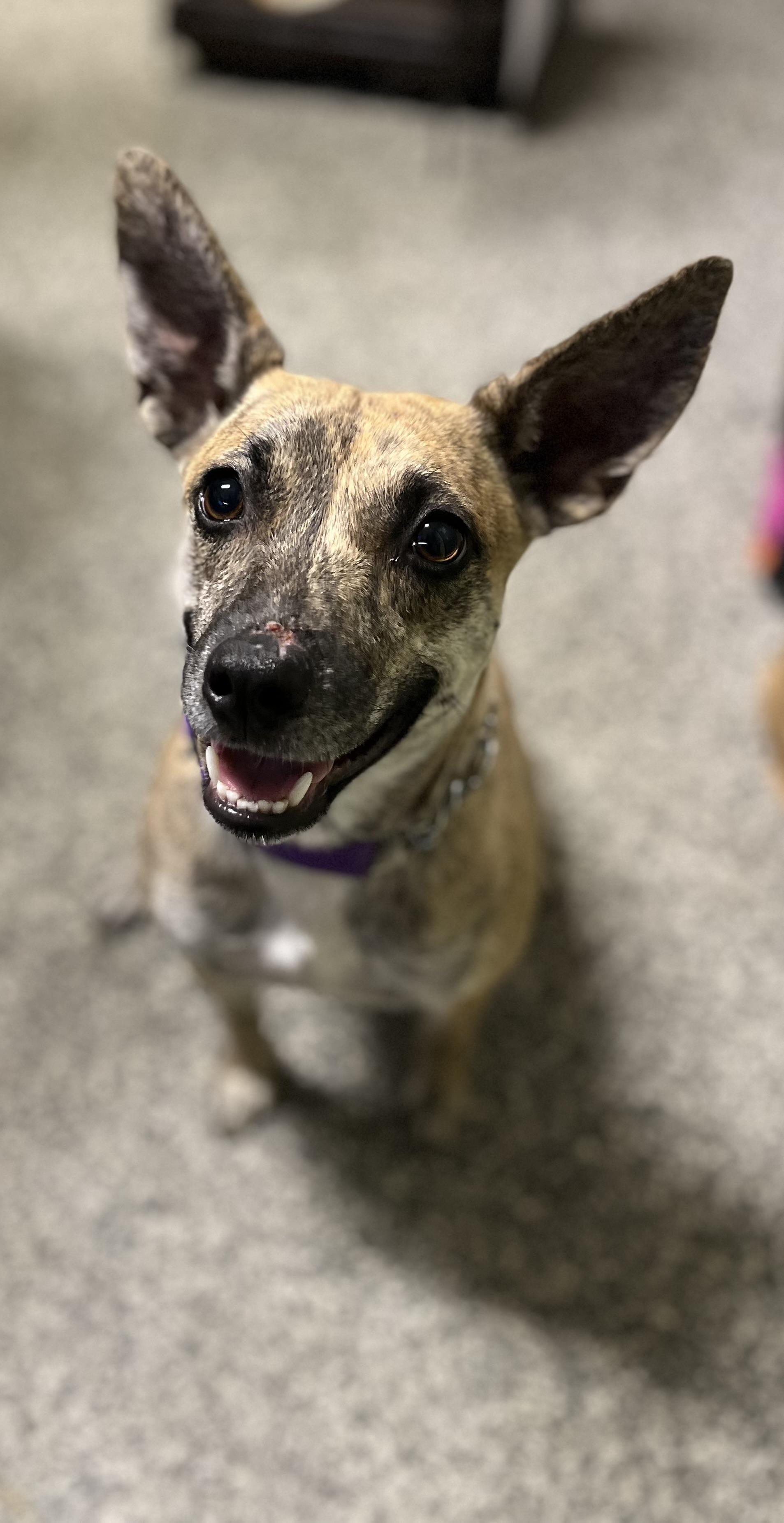 Kangaroo, a Adoptable Mixed Breed in Blackstone, MA image 5/6