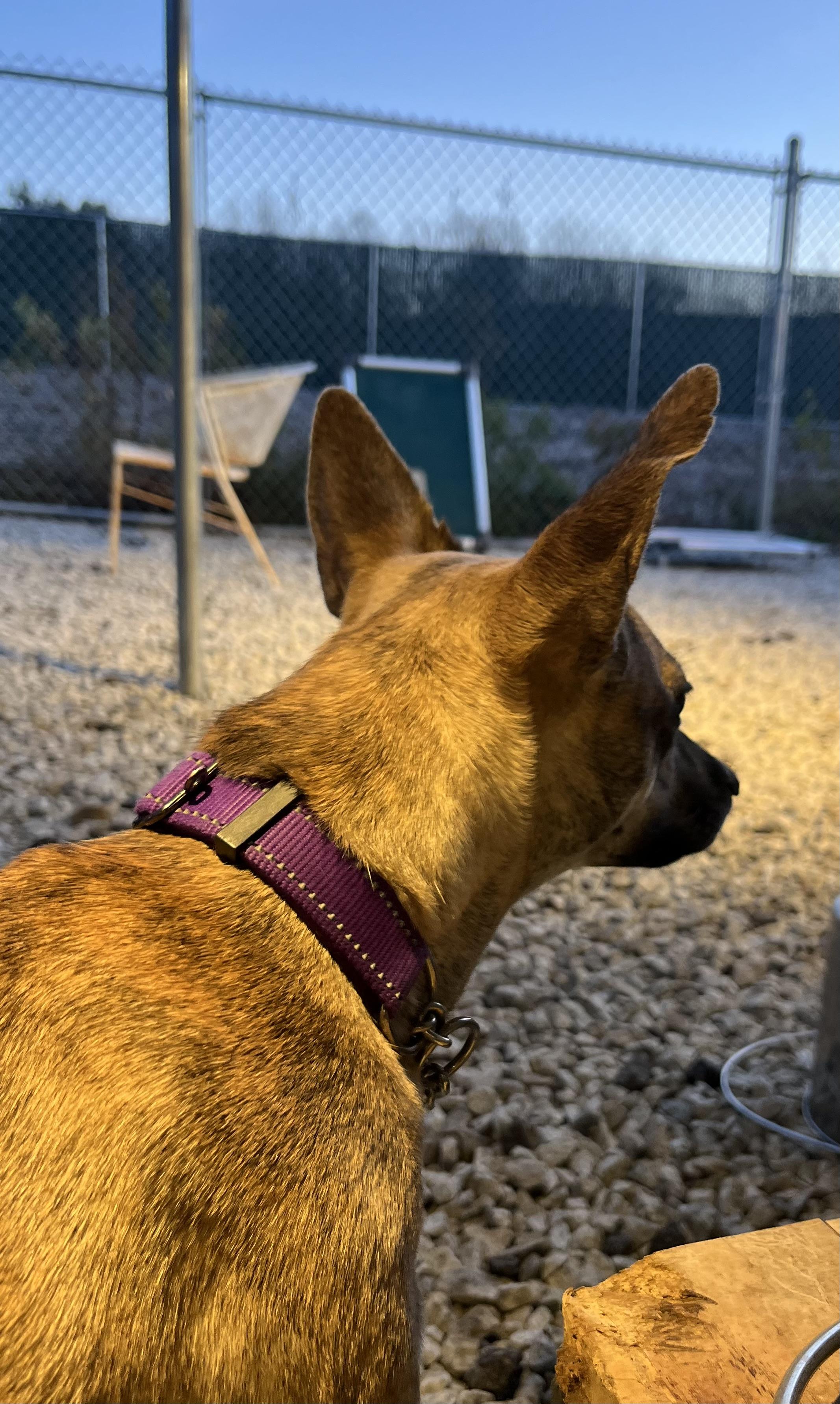 Kangaroo, a Adoptable Mixed Breed in Blackstone, MA image 6/6