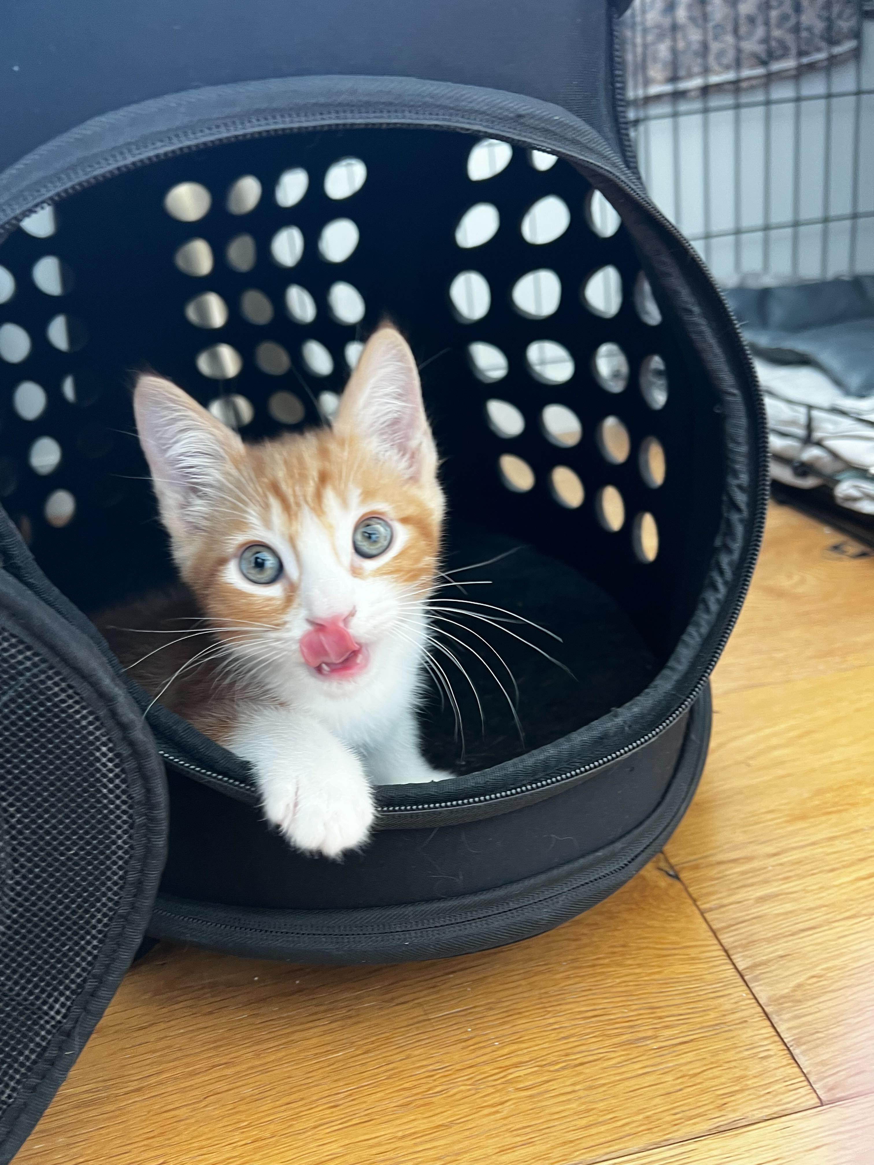 Enlarge Grigio, a ADOPTABLE American Shorthair in Santa Monica, CA image 3/6
