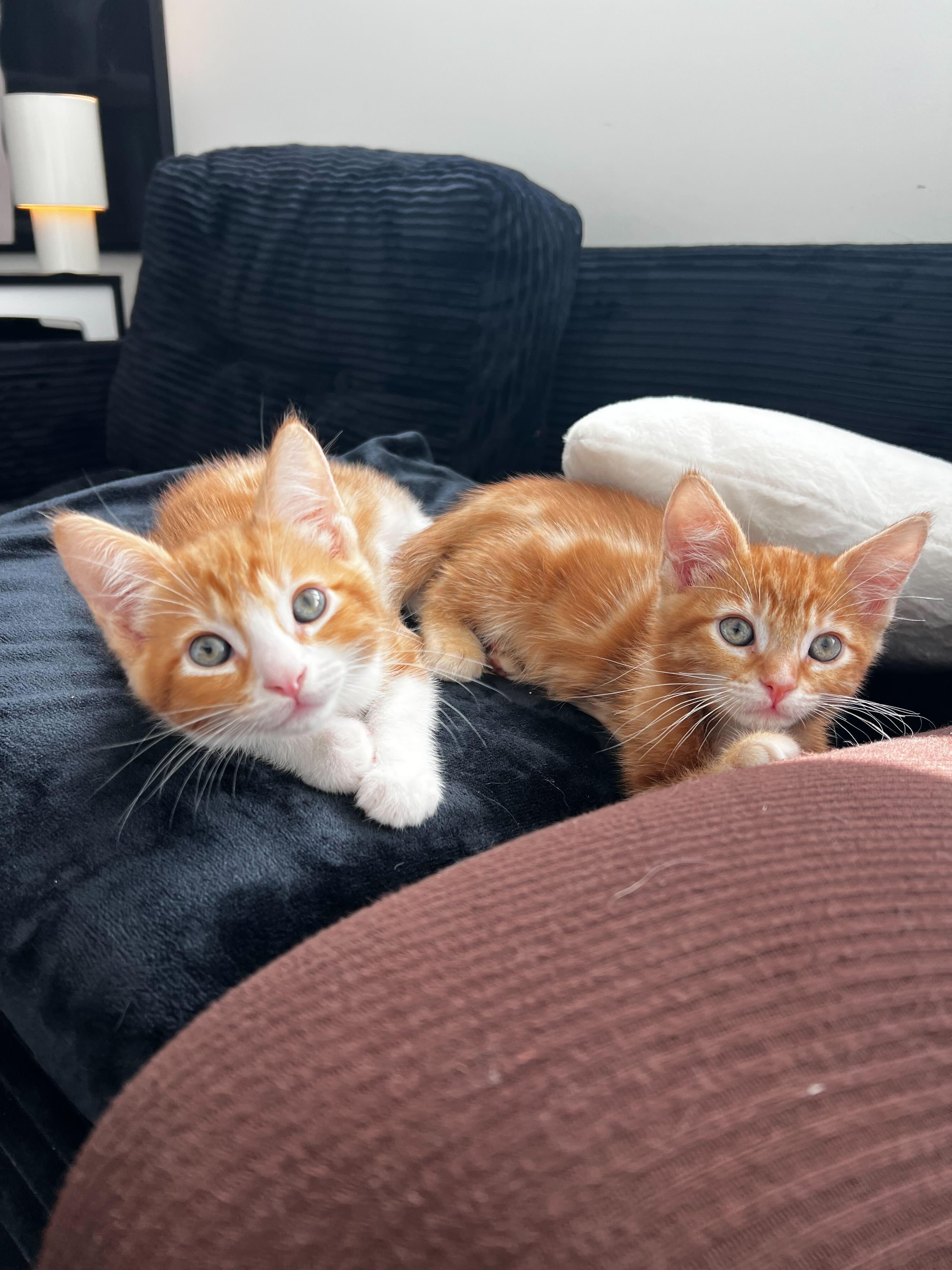 Enlarge Grigio, a ADOPTABLE American Shorthair in Santa Monica, CA image 2/6