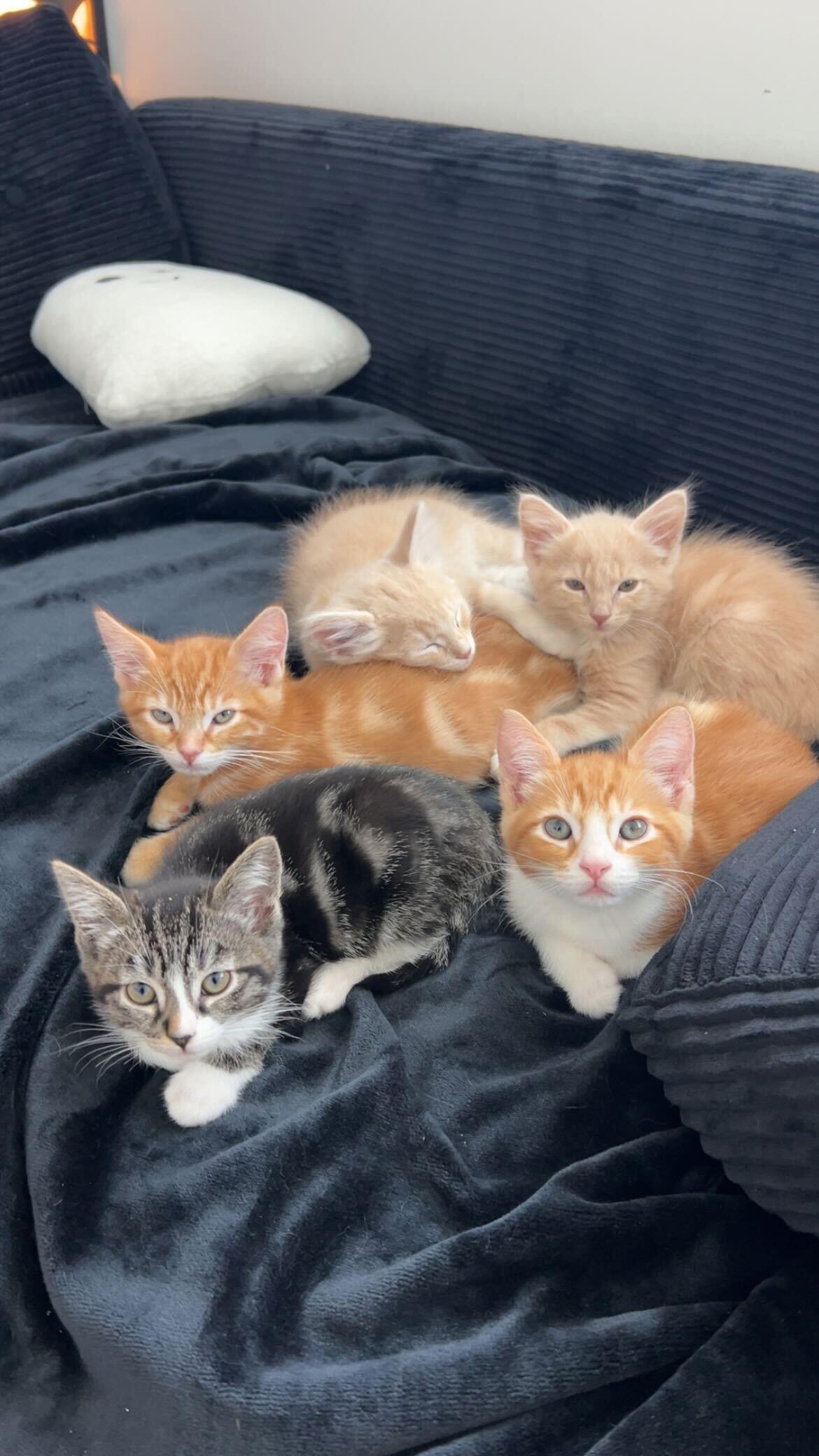 Enlarge Grigio, a ADOPTABLE American Shorthair in Santa Monica, CA image 5/6