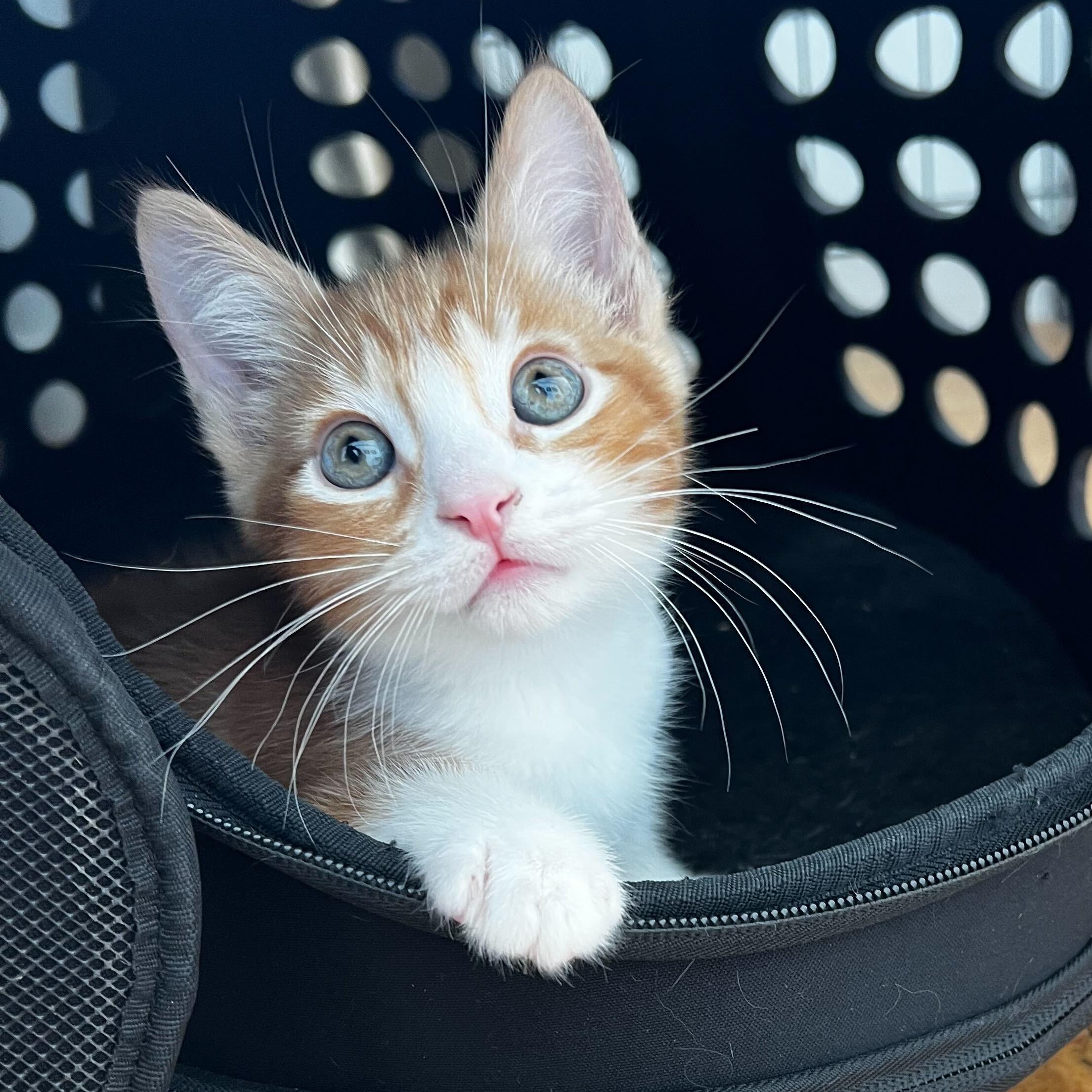 Enlarge Grigio, a ADOPTABLE American Shorthair in Santa Monica, CA image 1/6