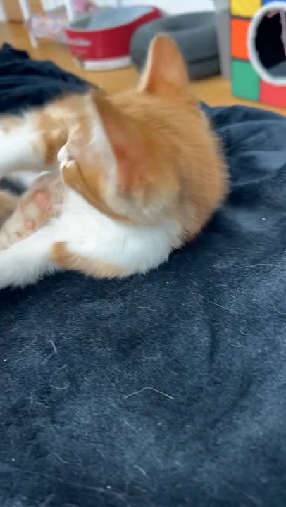 Enlarge Grigio, a ADOPTABLE American Shorthair in Santa Monica, CA video 4/6