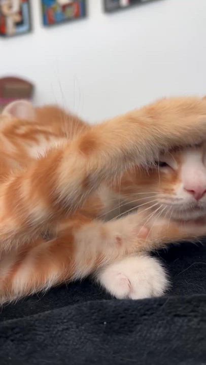 Enlarge Grigio, a ADOPTABLE American Shorthair in Santa Monica, CA video 6/6