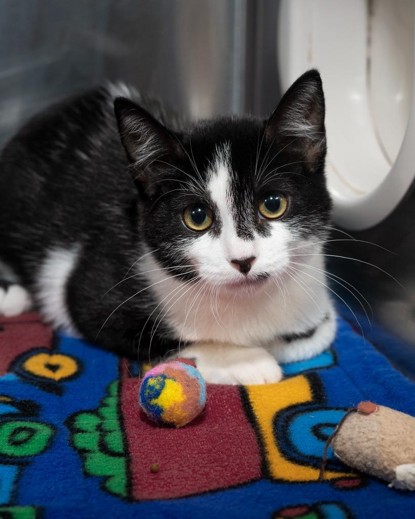 Enlarge Baloo, a Adoptable mixed breed in Boone, IA image 1/2