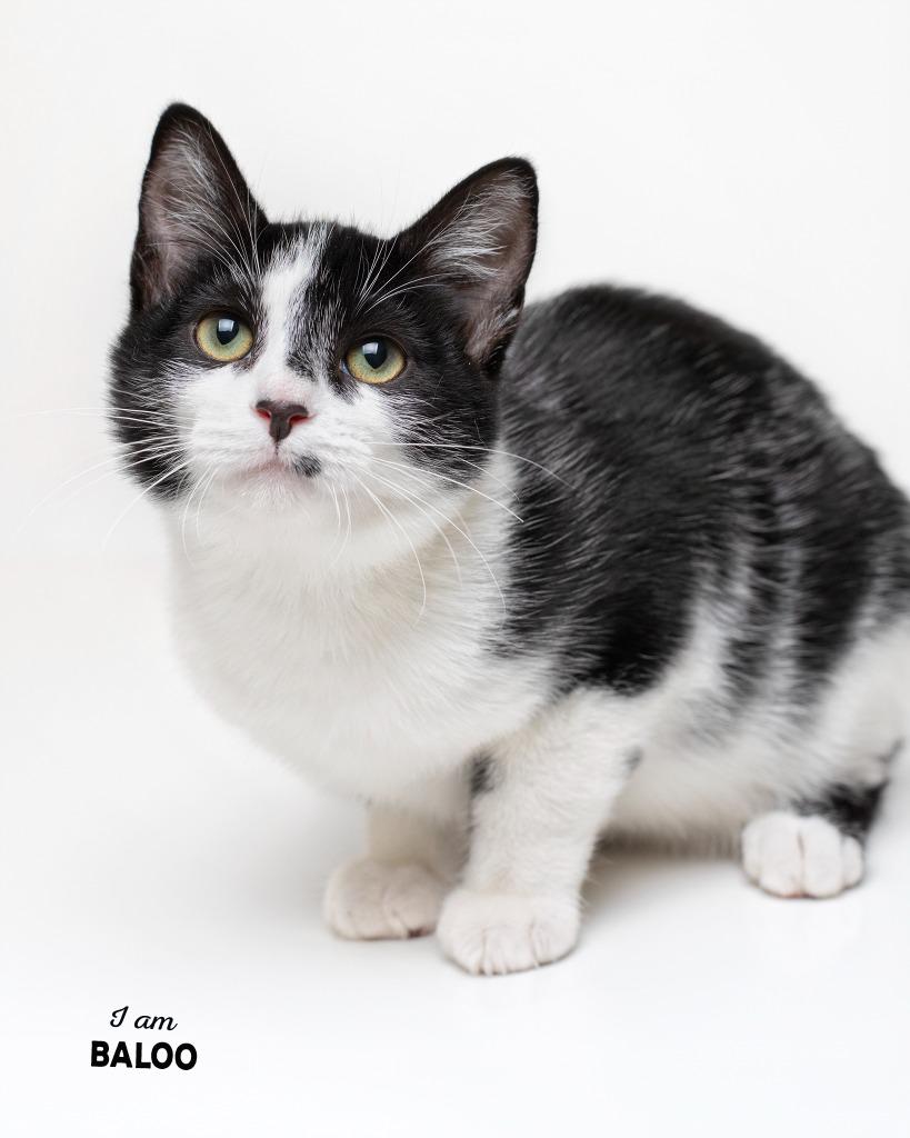 Enlarge Baloo, a Adoptable mixed breed in Boone, IA image 2/2