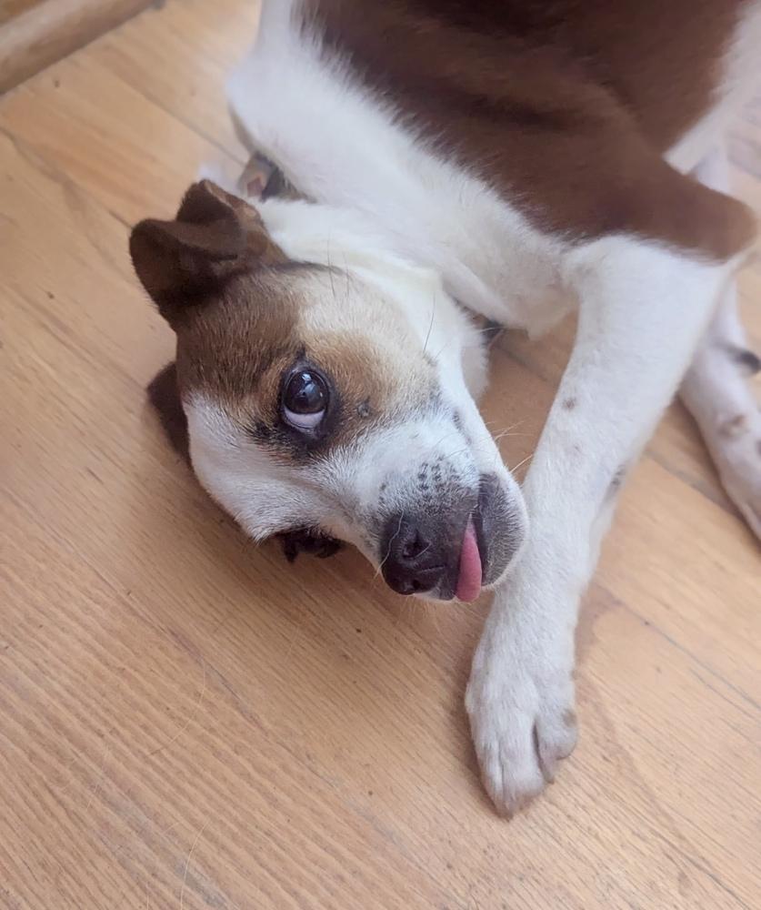 Enlarge Posie, a Adoptable mixed breed in Boulder, CO image 1/6