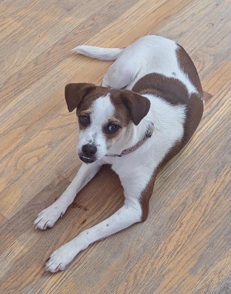 Enlarge Posie, a Adoptable mixed breed in Boulder, CO image 2/6