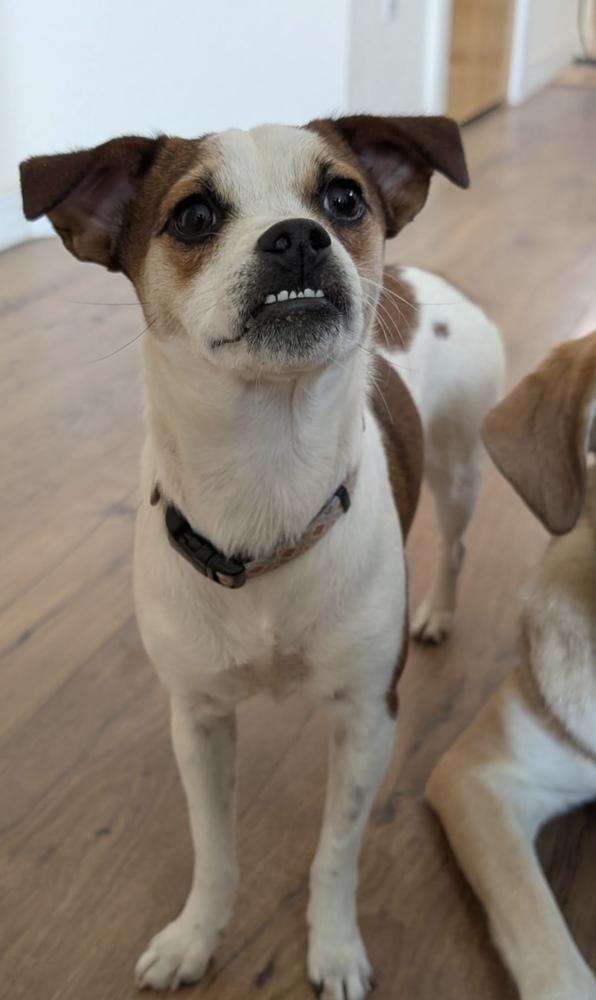 Enlarge Posie, a Adoptable mixed breed in Boulder, CO image 3/6